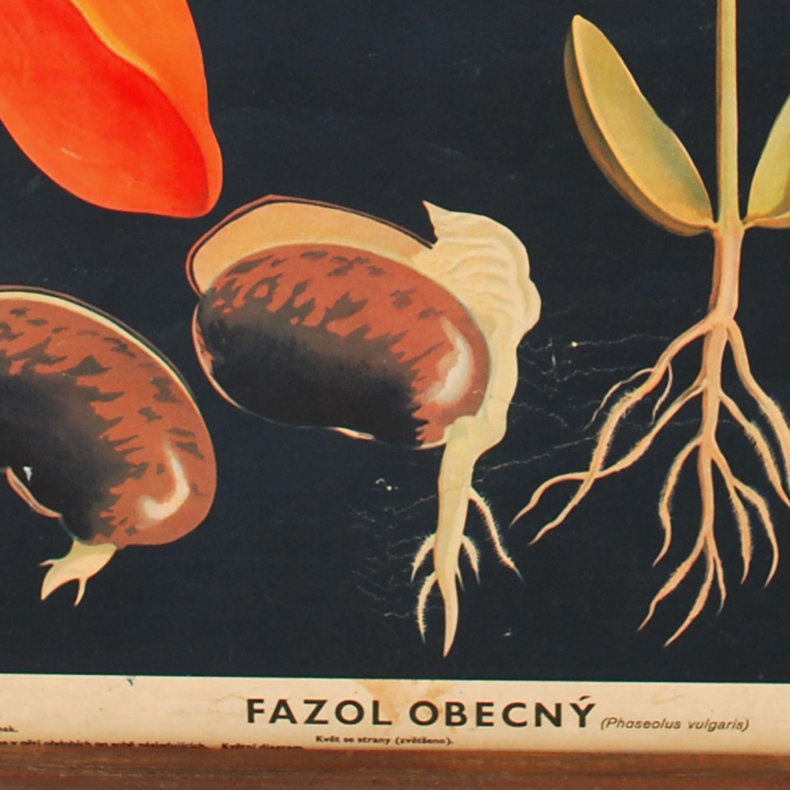Coloured lithograph on paper depicting the botanical study of the Phaseolus vulgaris, legume coming from Central America; Bohemian manufacture, 1920s. The black background and colors make the litograph very elegant and refined. Very good condition.