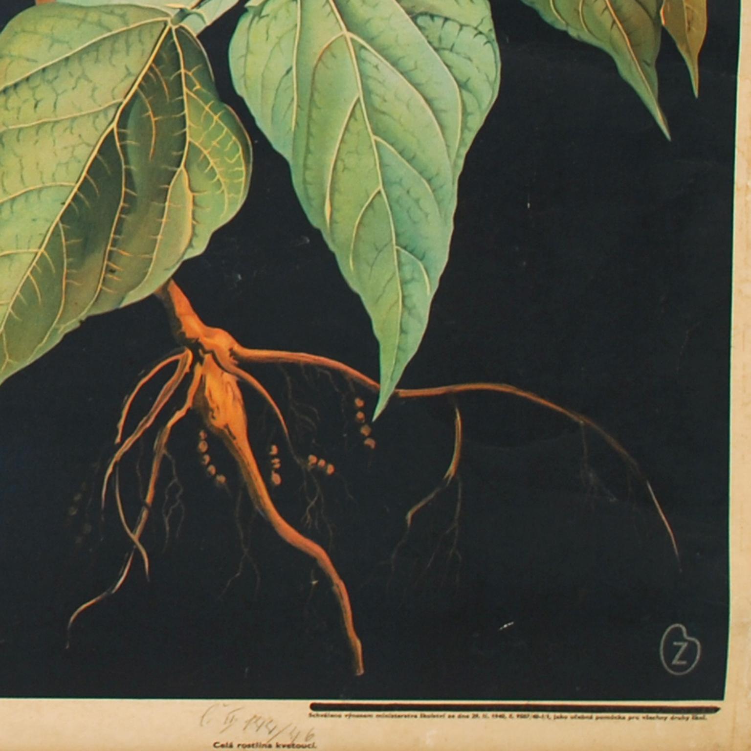 Czech Botanical Lithograph Bohemian Manufacture, 1920s