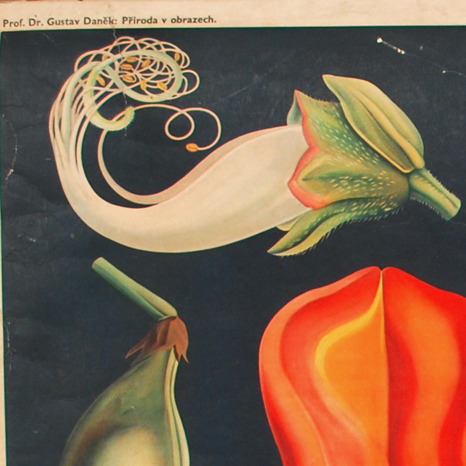 Botanical Lithograph Bohemian Manufacture, 1920s In Good Condition In Milan, IT