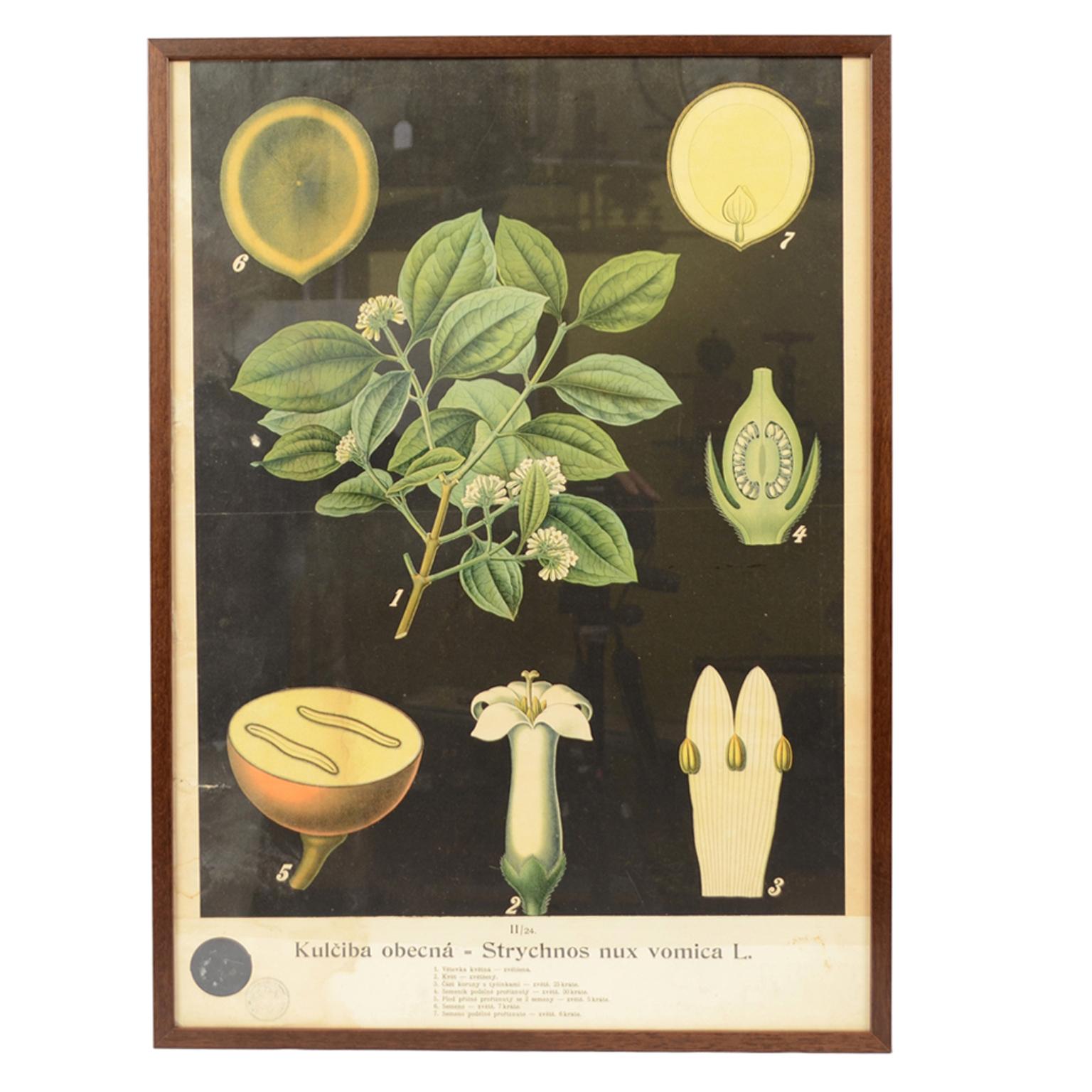 Botanical Lithograph made in the thirties