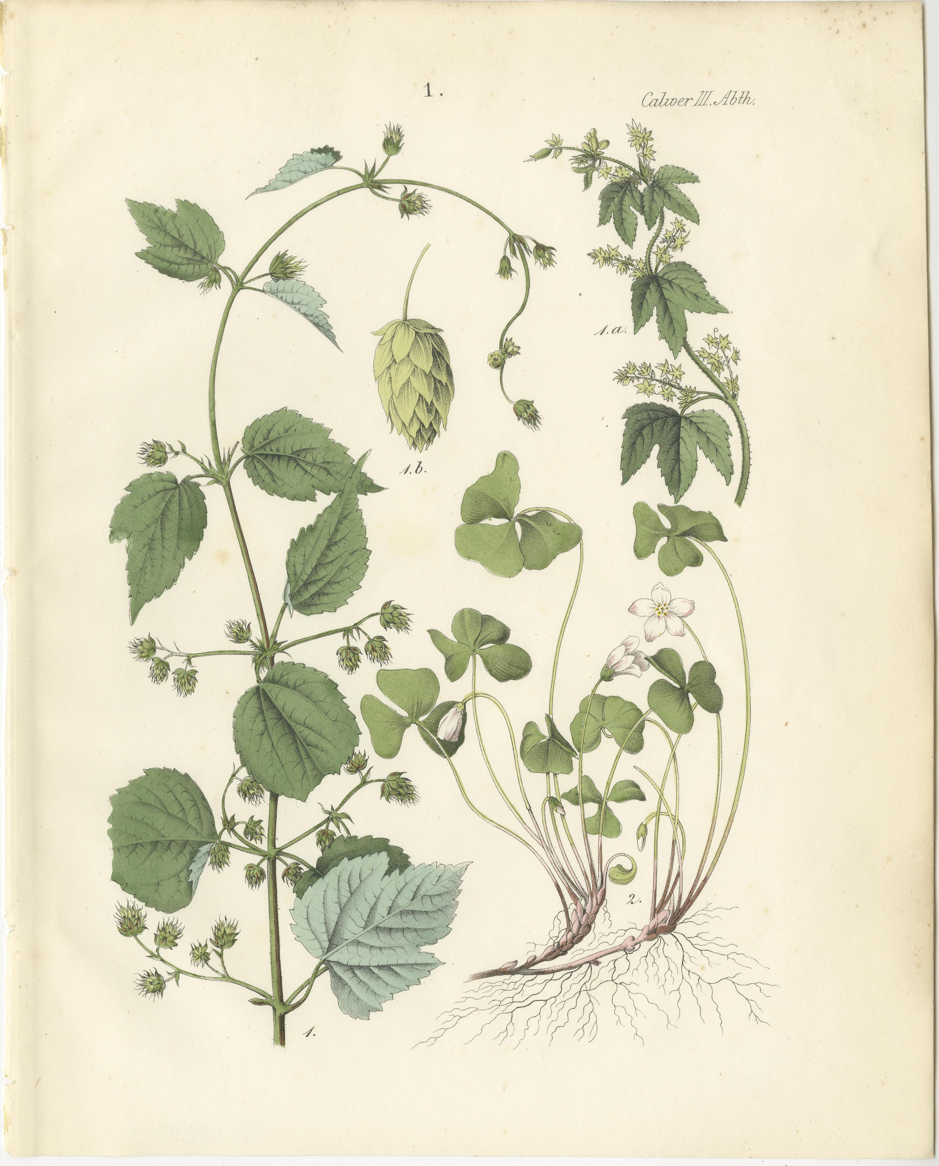 Calwer C.G. Deutschlands Technische Pflanzen, Stuttgart, Krais & Hoffmann, 1854. 

Cette exquise lithographie botanique provient du célèbre ouvrage de Carl Georg Calwer sur les plantes techniques d'Allemagne, une publication célébrée pour sa
