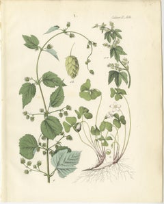 Botanical Lithograph of Hops and Wood Sorrel, Calwer, Deutschlands Pflanzen 1854