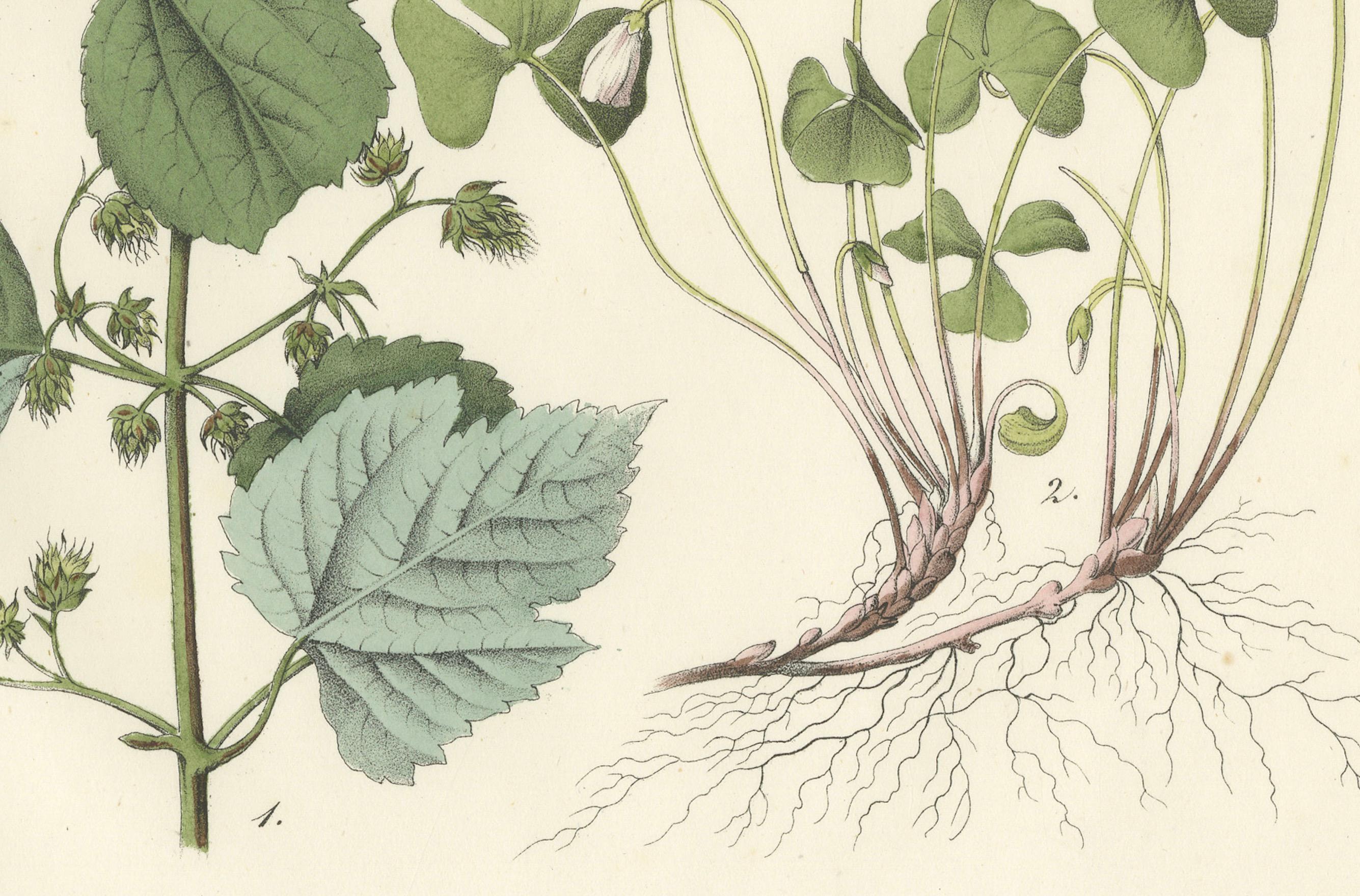 Gravé Lithographie botanique d'une corne d'abondance et d'un chercheur, Deutschlands Pflanzen 1854 en vente