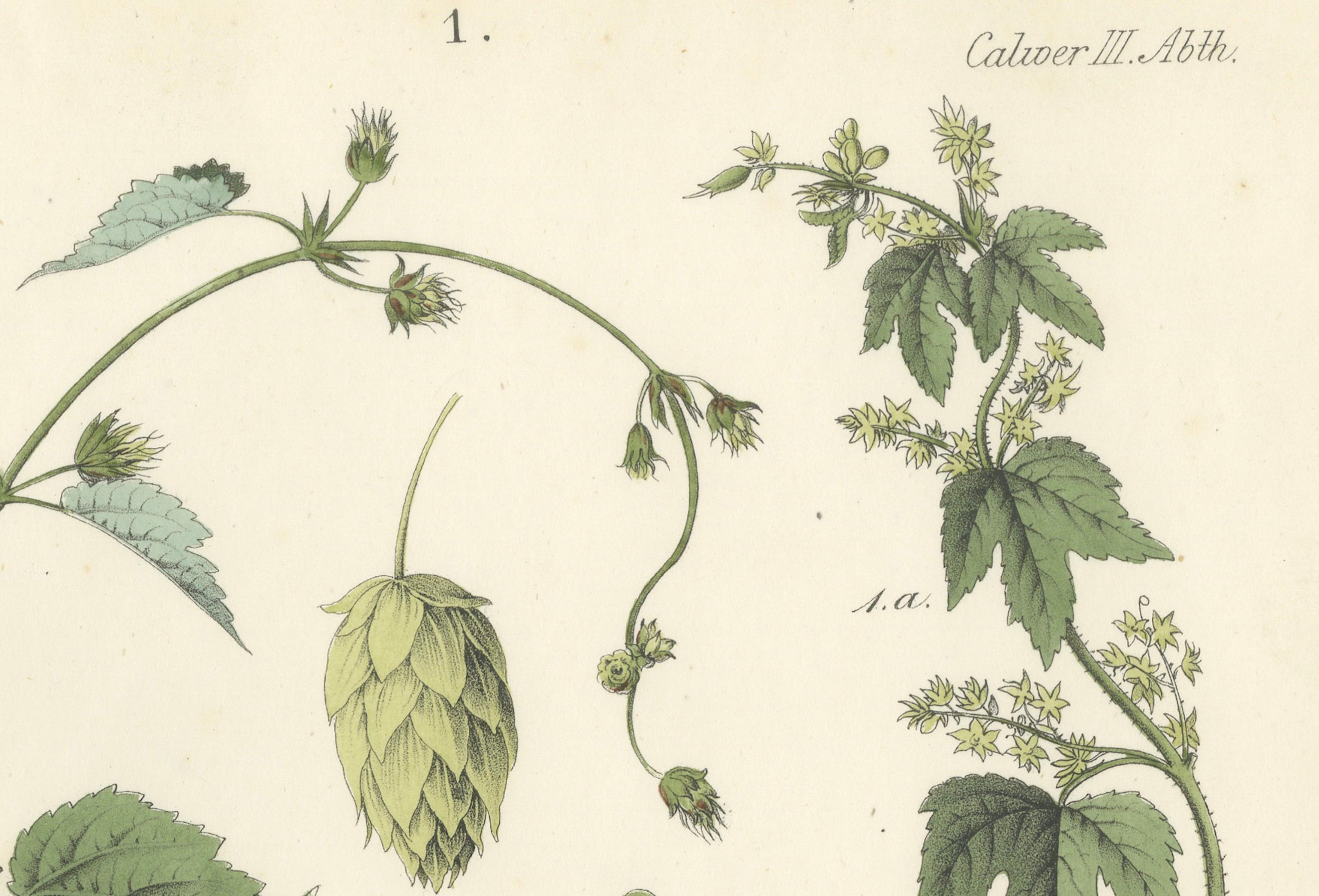 Lithographie botanique d'une corne d'abondance et d'un chercheur, Deutschlands Pflanzen 1854 Bon état - En vente à Langweer, NL