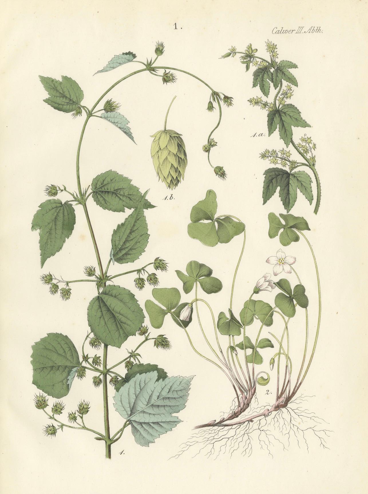 Milieu du XIXe siècle Lithographie botanique d'une corne d'abondance et d'un chercheur, Deutschlands Pflanzen 1854 en vente