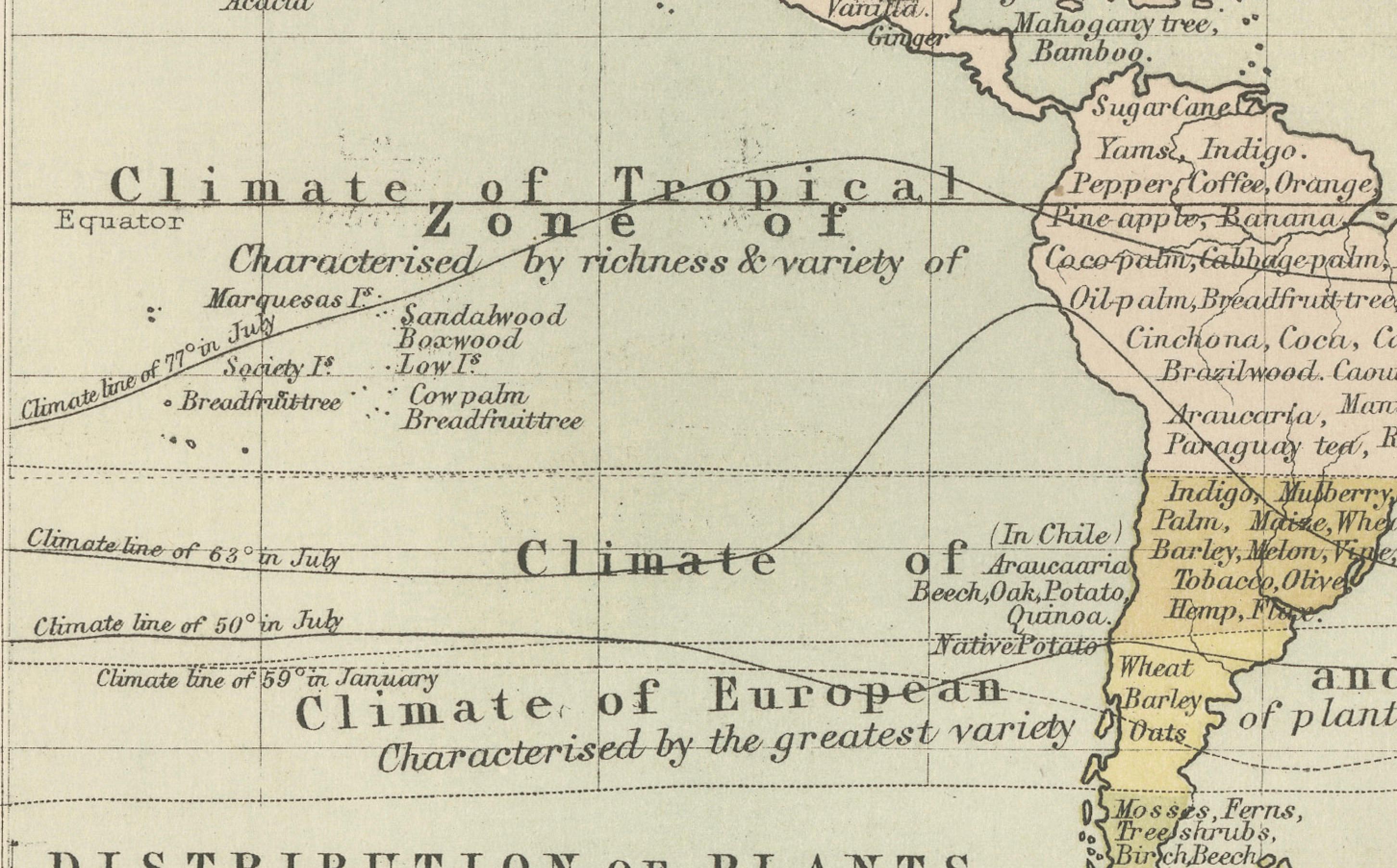 Botanical Map by A.K. Johnston – Global Plant Distribution Chart 1852

This remarkable antique chart titled 
