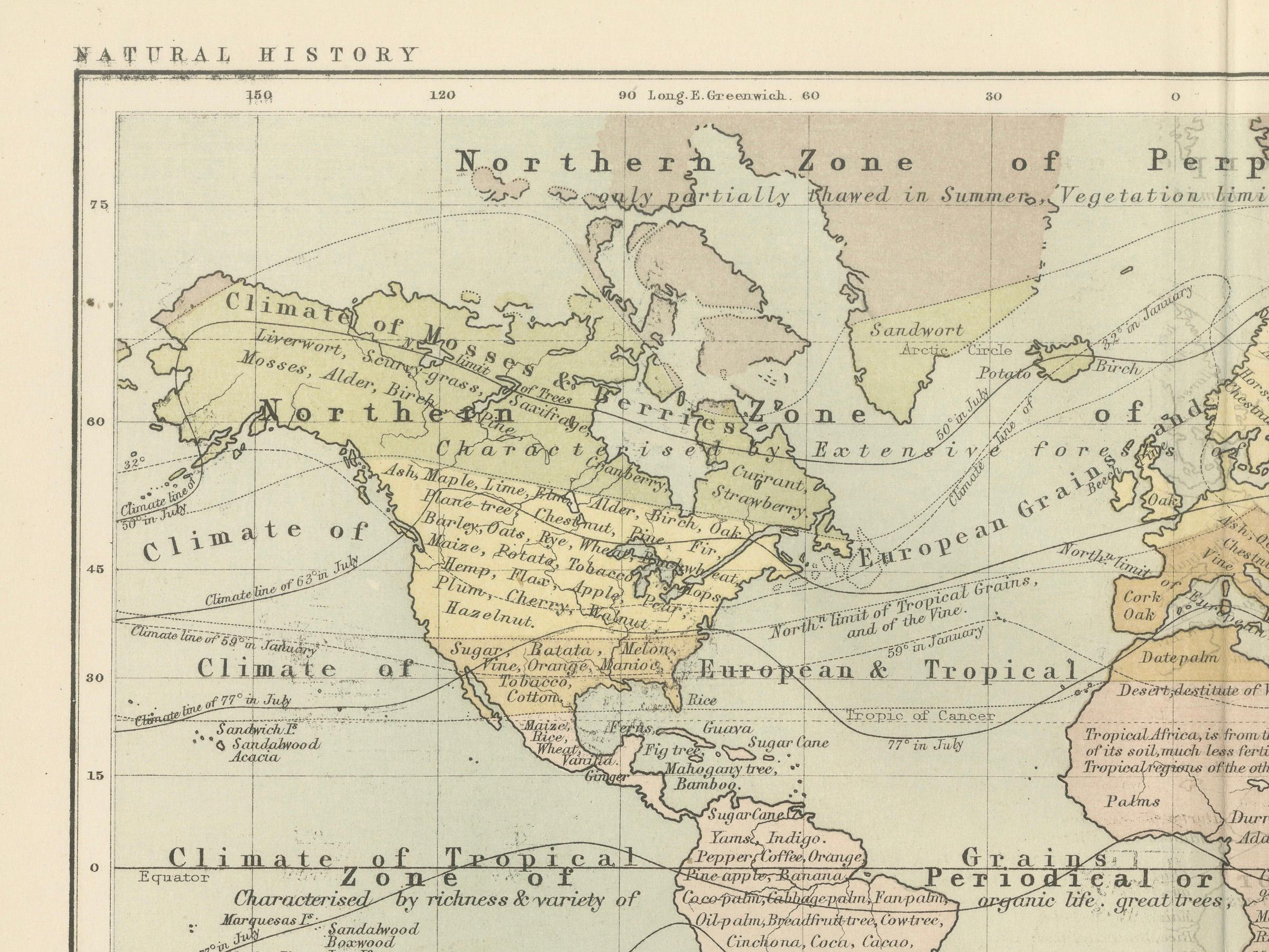 Botanical Map by A.K. Johnston – Global Plant Distribution Chart 1852 In Good Condition For Sale In Langweer, NL
