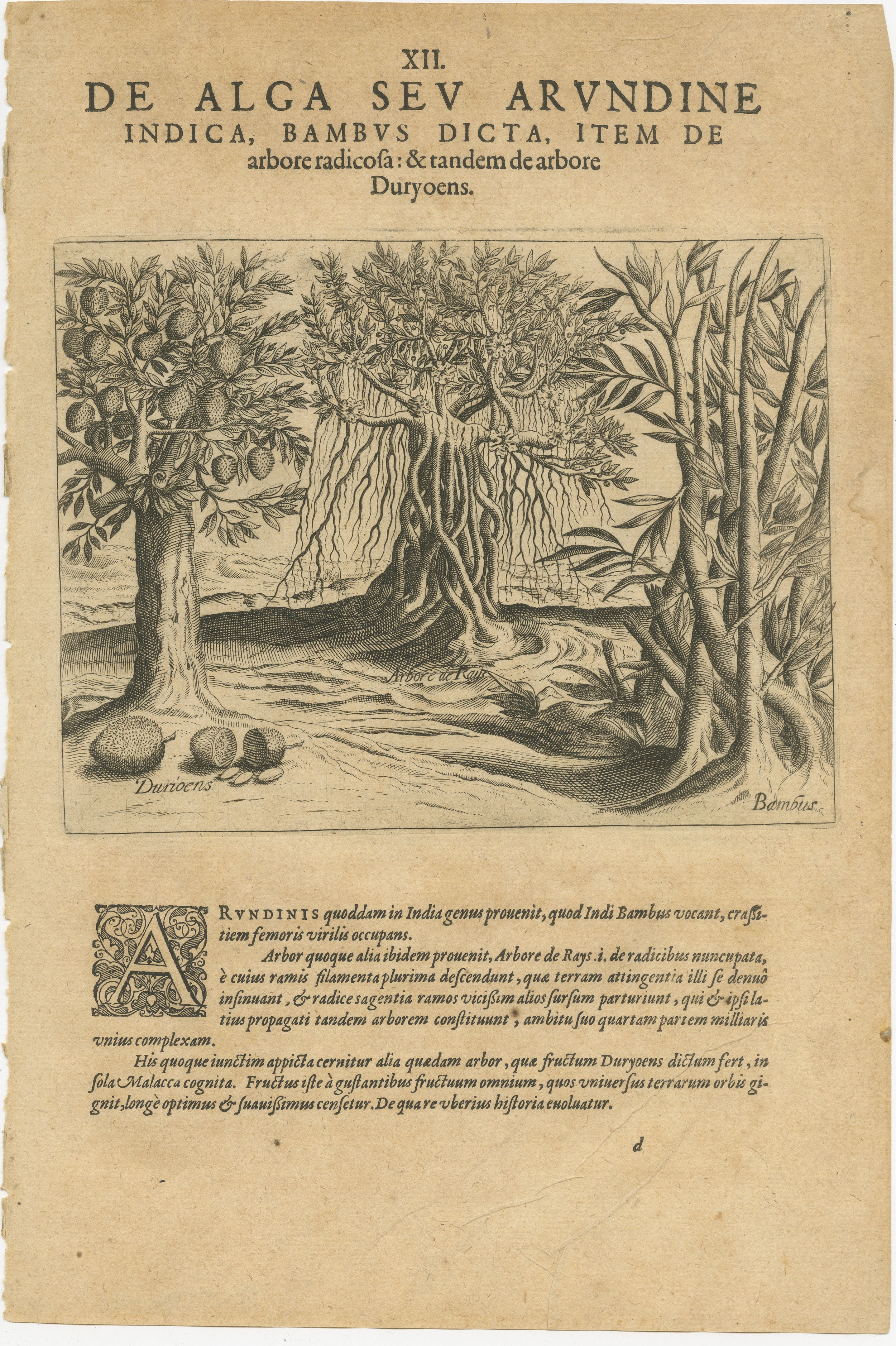 This 1601 engraving by Theodore de Bry, a master engraver and publisher of the late Renaissance period, depicts the flora of India with a remarkable degree of detail and artistry. The print is titled 