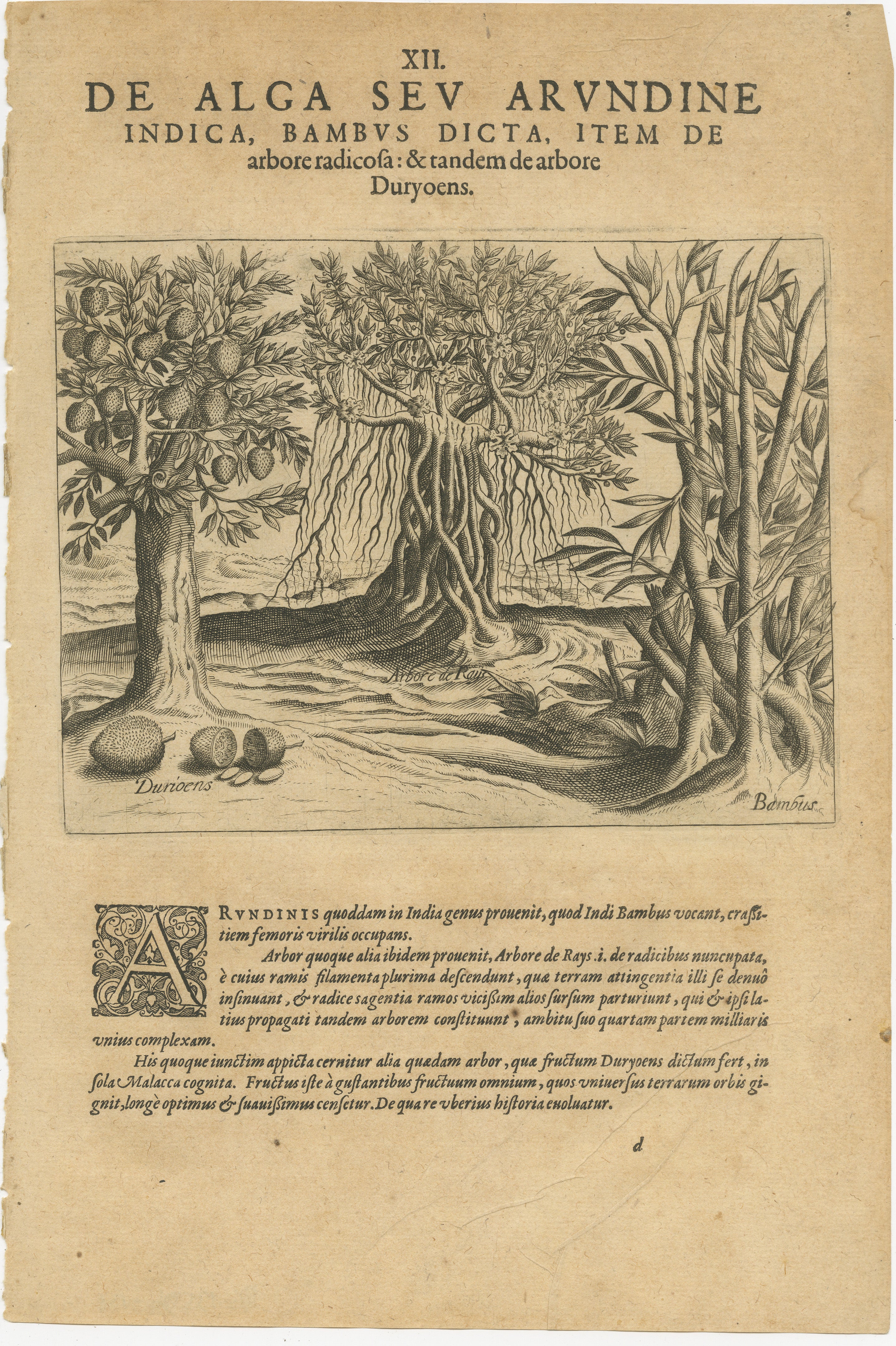 This 1601 engraving by Theodore de Bry, a master engraver and publisher of the late Renaissance period, depicts the flora of India with a remarkable degree of detail and artistry. The print is titled 