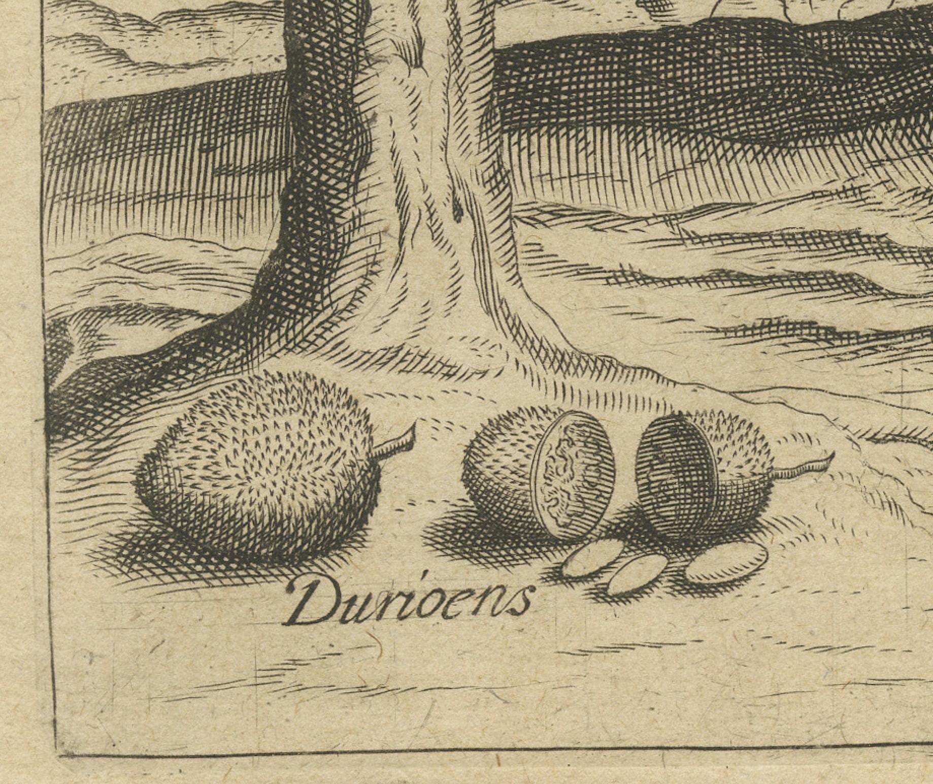 Botanical Marvels of India: Bamboo and Durian in De Bry's 1601 Copper Engraving In Good Condition For Sale In Langweer, NL