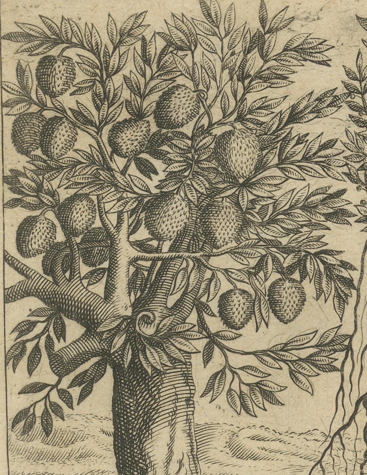Paper Botanical Marvels of India: Bamboo and Durian in De Bry's 1601 Copper Engraving For Sale