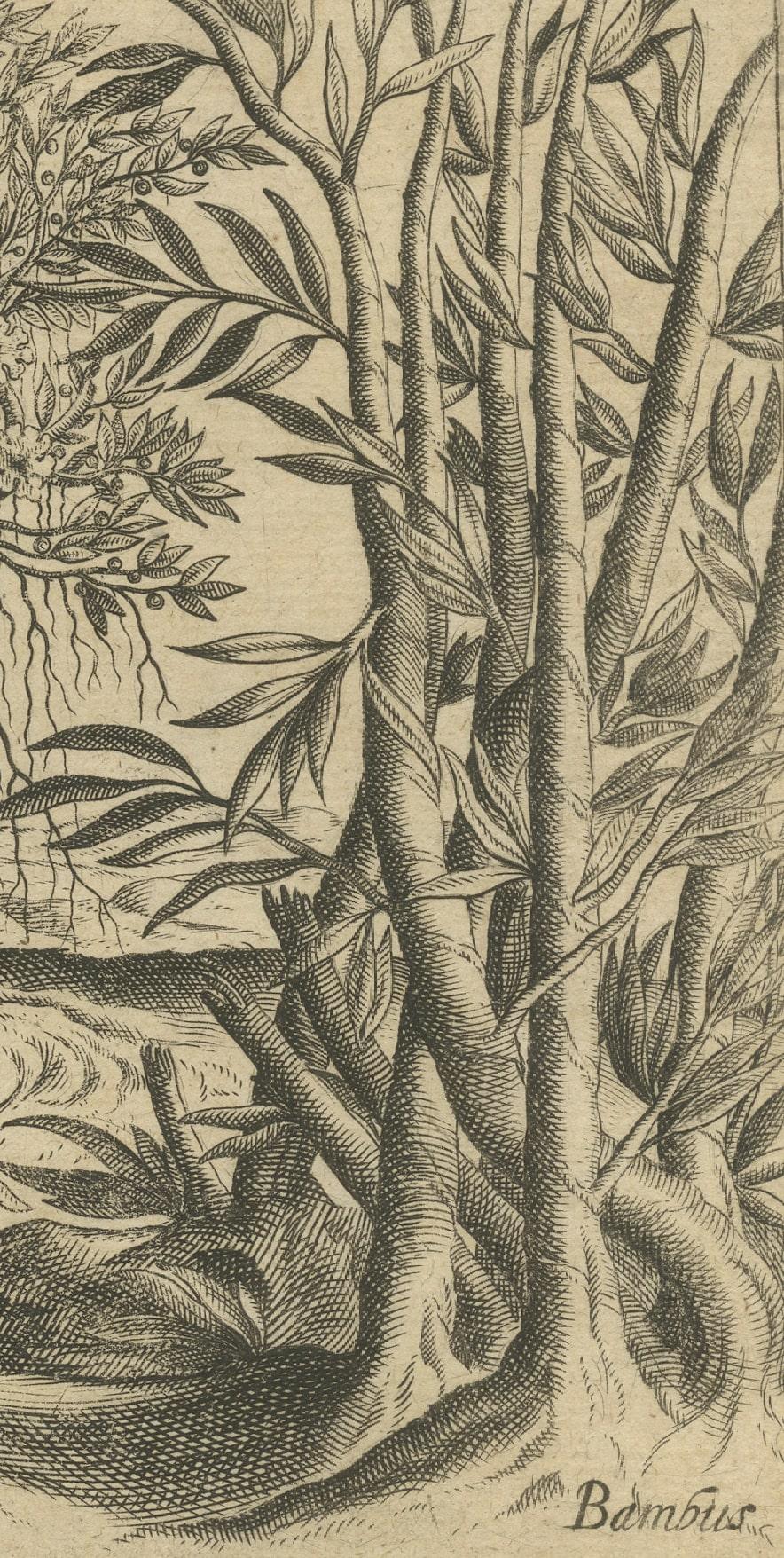 Botanical Marvels of India: Bamboo and Durian in De Bry's 1601 Copper Engraving For Sale 1