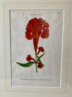 Botanical Mezzotint of "Amaranthus Panniculis" Johann W. Weinmann, 1737-1745