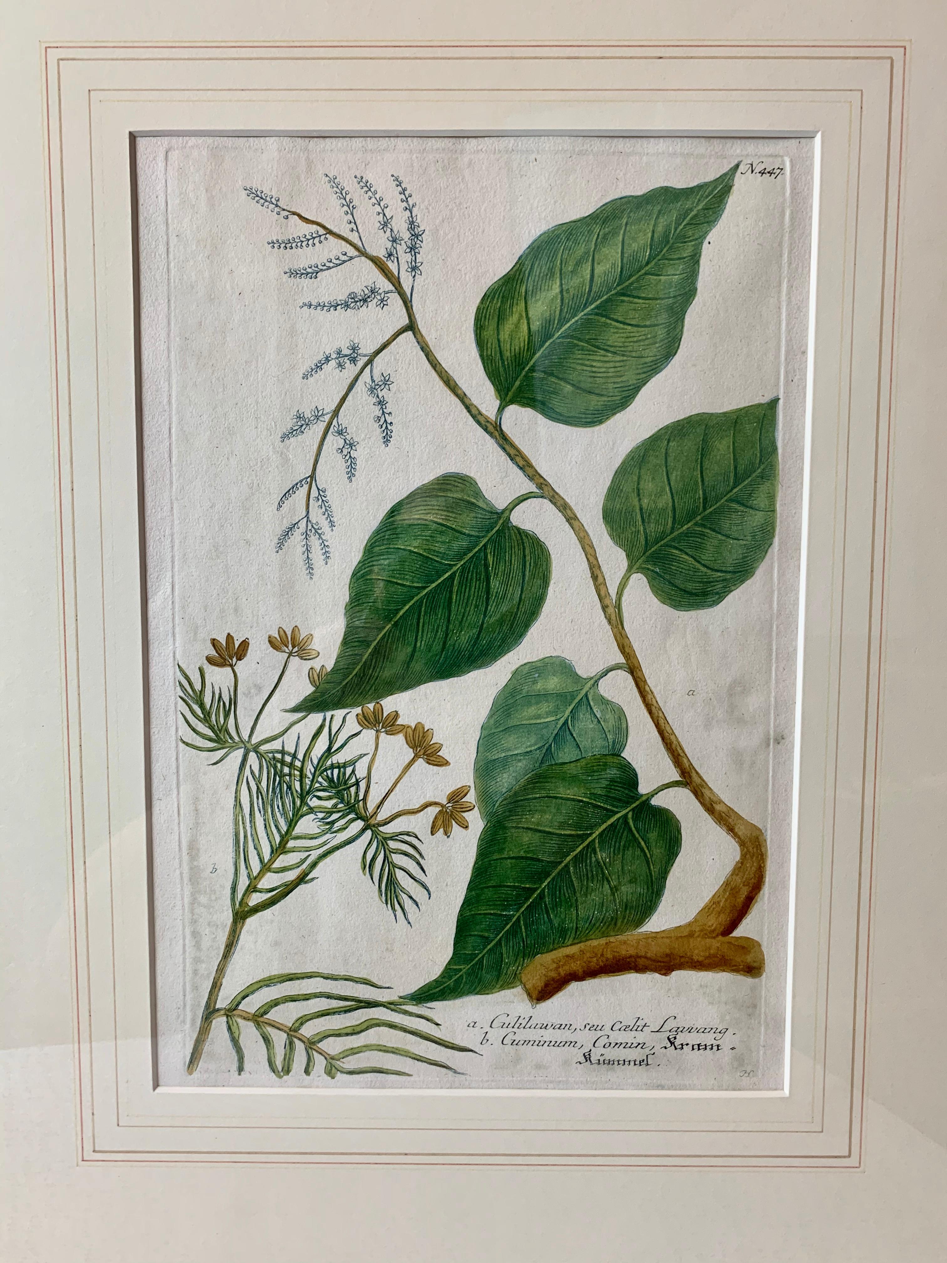 Botanical by Johann Wilhelm Weimann (1683-1741) published this print 