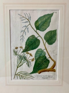 Johann W. Weinmann"s Botanical Mezzotint of "Gulilawan", pl. #447,  1737-1745