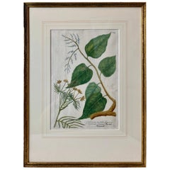 Johann W. Weinmann"s Botanical Mezzotint of "Gulilawan", pl. #447,  1737-1745