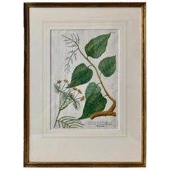  Johann W. Weinmann"s Botanical Mezzotint of "Gulilawan", pl. #447,  1737-1745