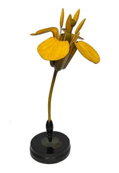 Botanical model Brassica Napus L., Rapeseed, Robert Brendel, Berlin, late 19th