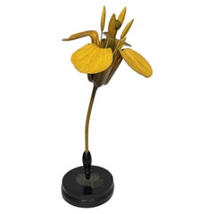 Botanical model Brassica Napus L., Rapeseed, Robert Brendel, Berlin, late 19th