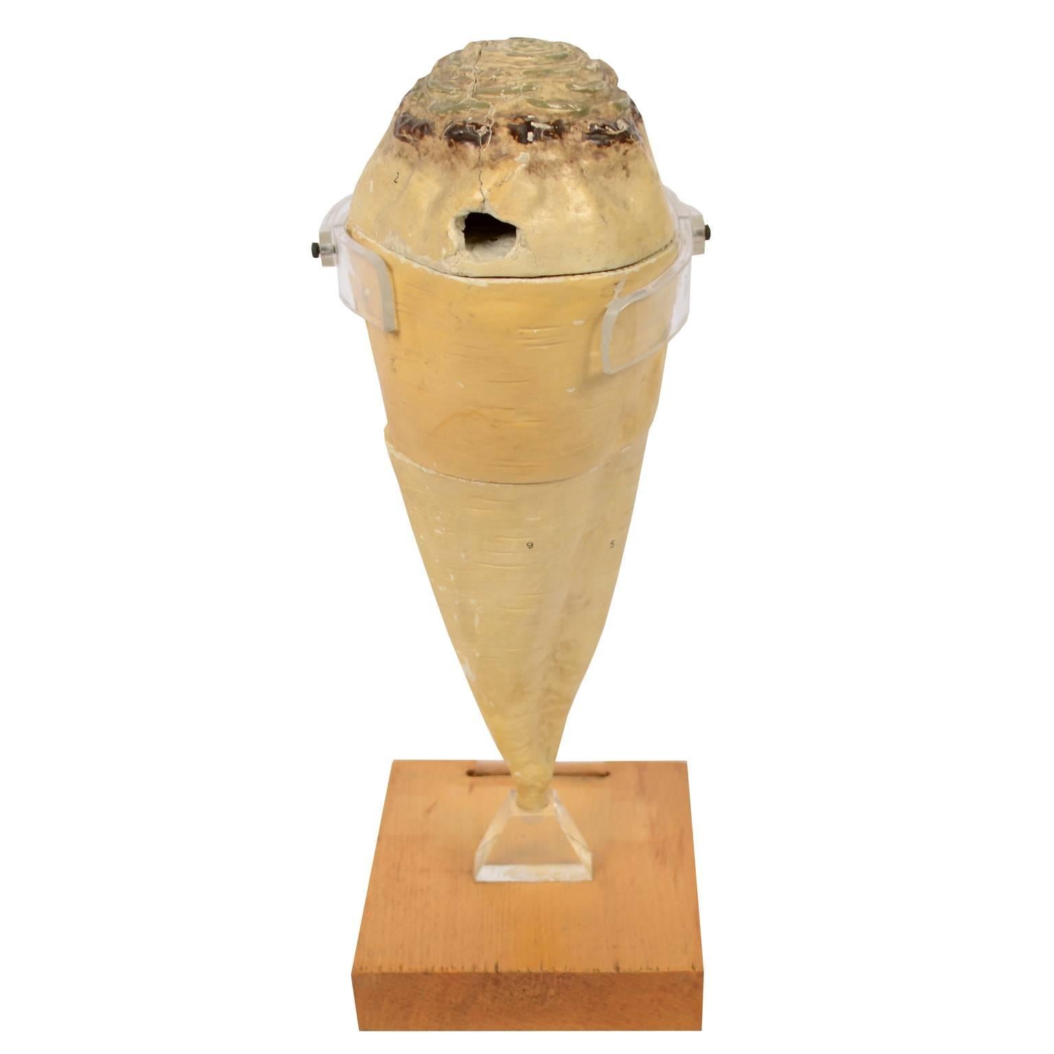 Botanical model of a sugar beet made of painted plaster and divided into three sections, mounted on wooden and Lucite base. The sections are numbered. German manufacture of the early 1900s. Measures: Height with base cm 36, base cm 15.5 x