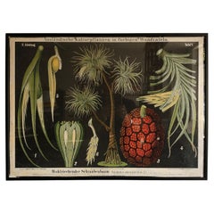 Vintage Botanical Paper Poster from Germany 1950s