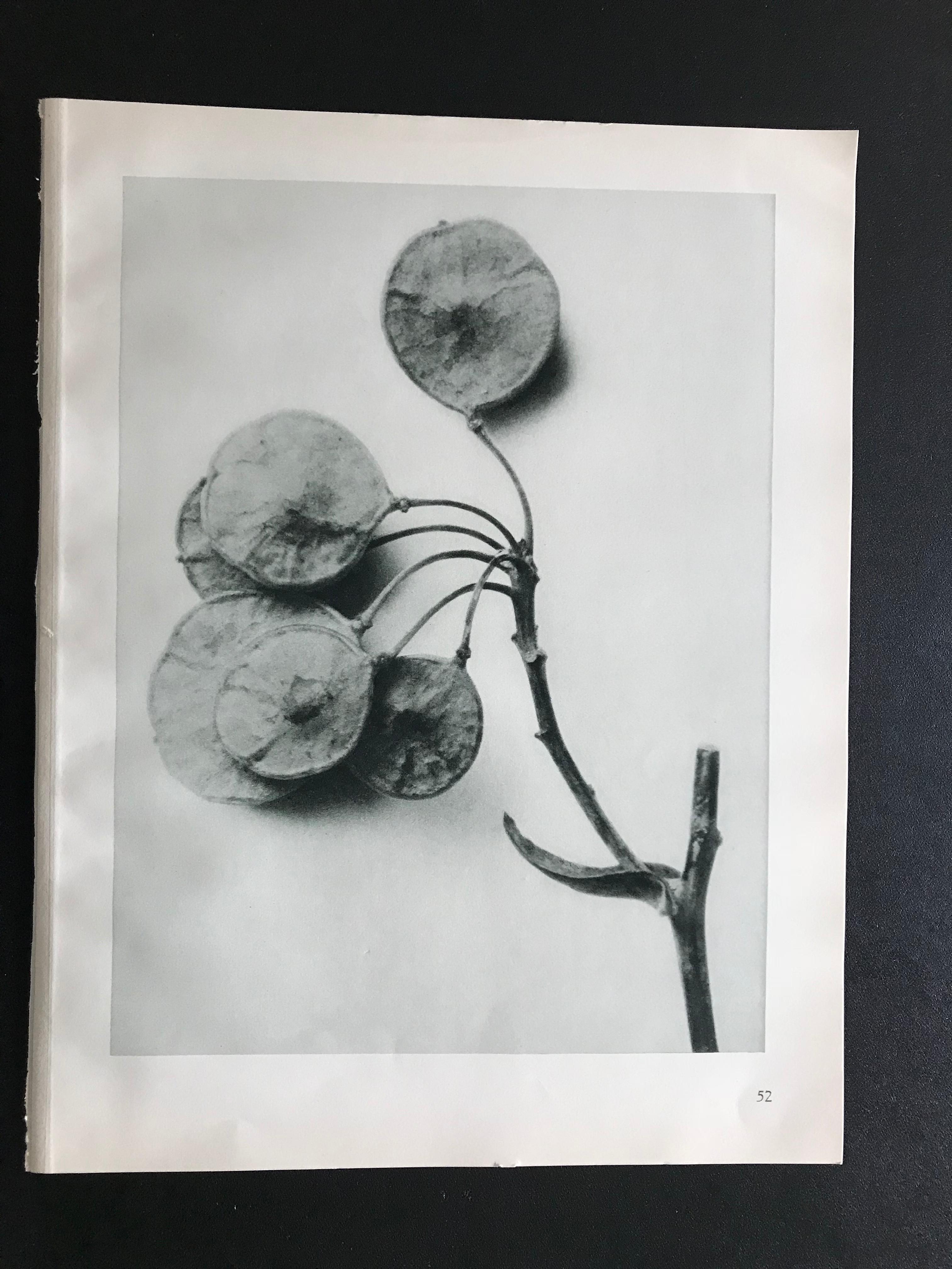 Botanical Photogravures by Karl Blossfeldt, Berlin 1928, Set of 12 4