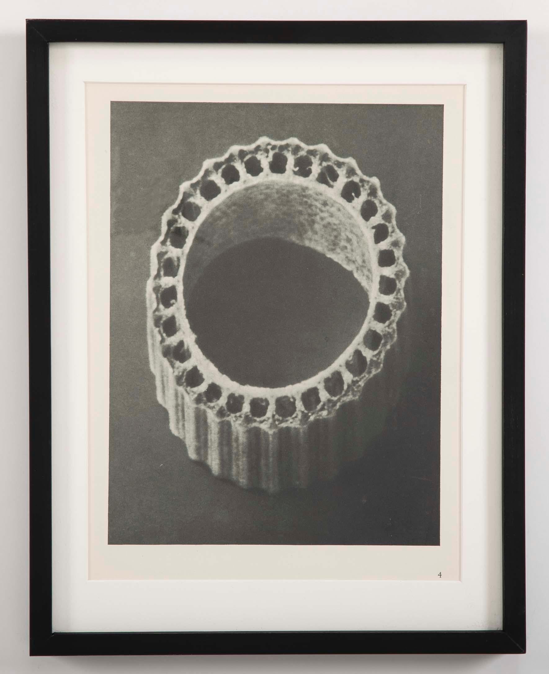 Twelve botanical photogravures by Karl Blossfeldt (German, b. 1914 - d. 1932), First Edition 1928, Berlin. Blossfeldt was a well-known artist, teacher, sculptor and photographer; best known for his closeup photographs of plant life. Hung together,