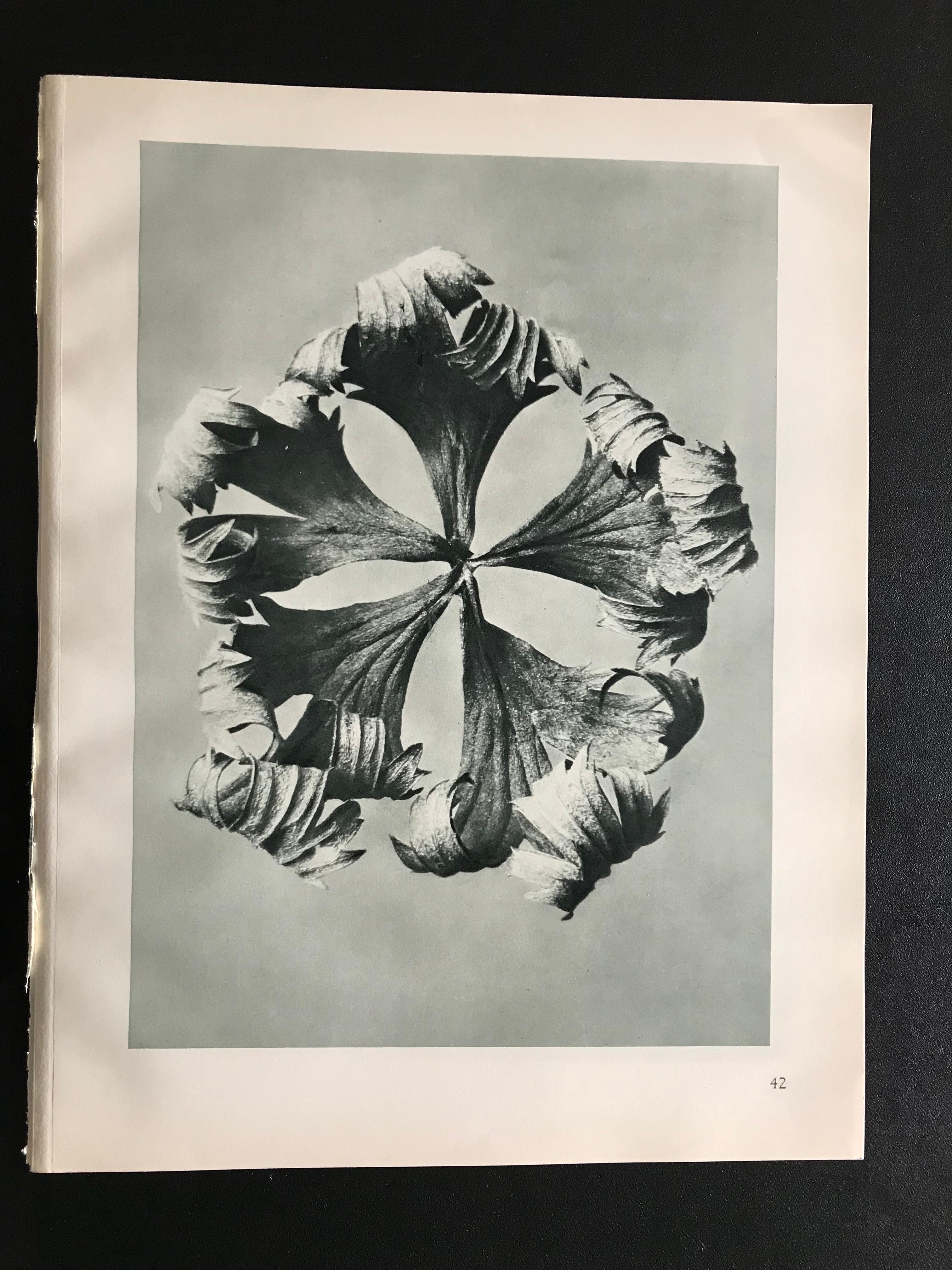 Botanical Photogravures by Karl Blossfeldt, Berlin 1928, Set of 12 5
