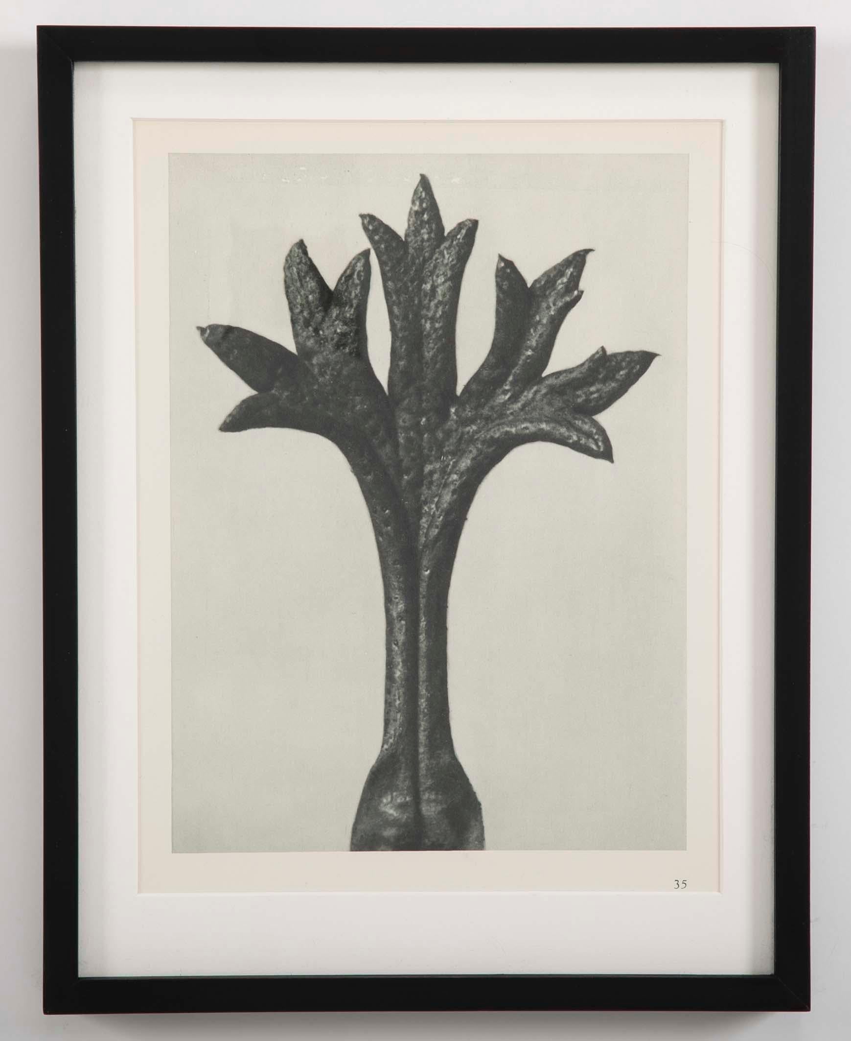 Botanical Photogravures by Karl Blossfeldt, Berlin, 1928, Set of 12 4