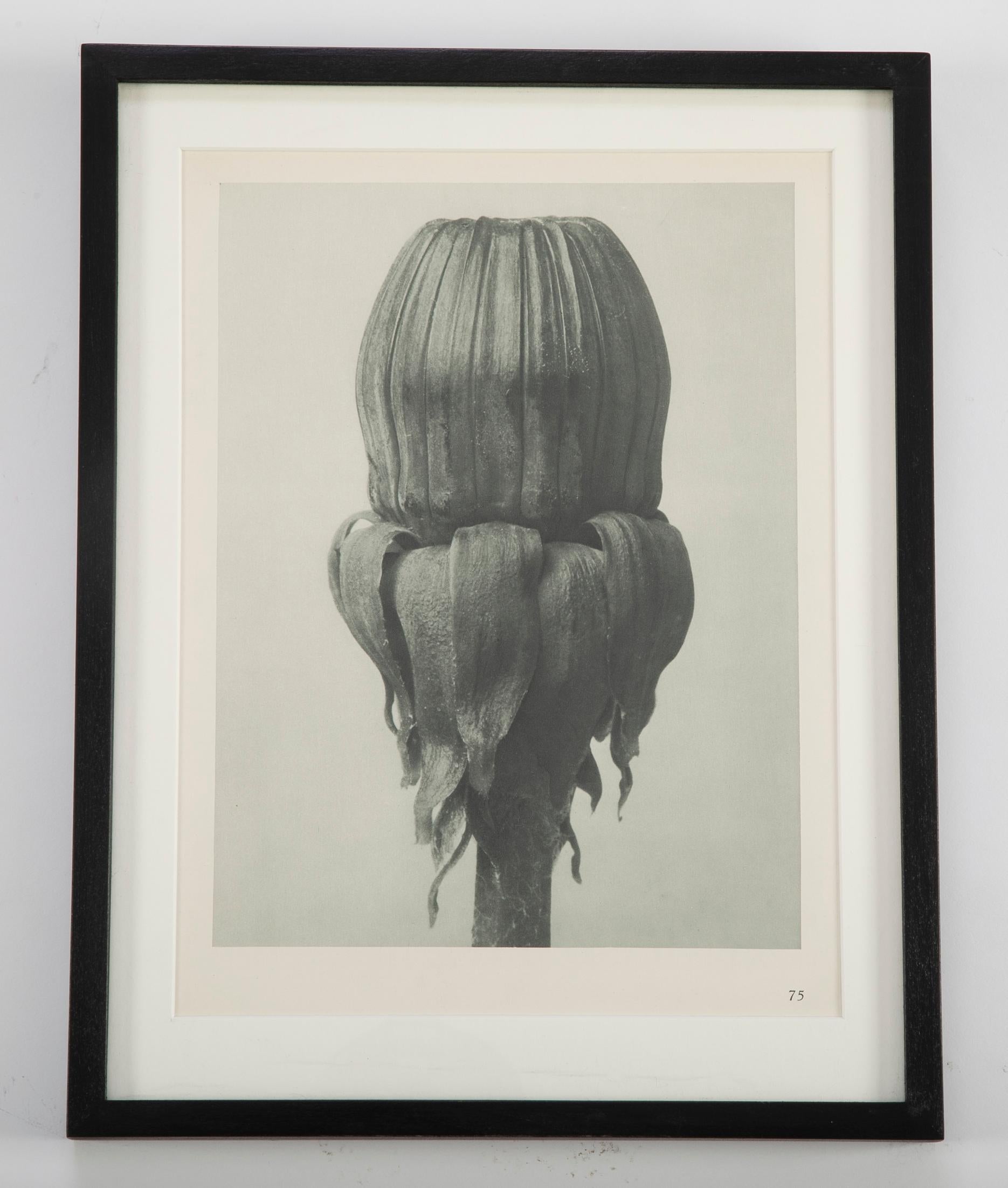 Botanical Photogravures by Karl Blossfeldt, Berlin 1928, Set of 12 6