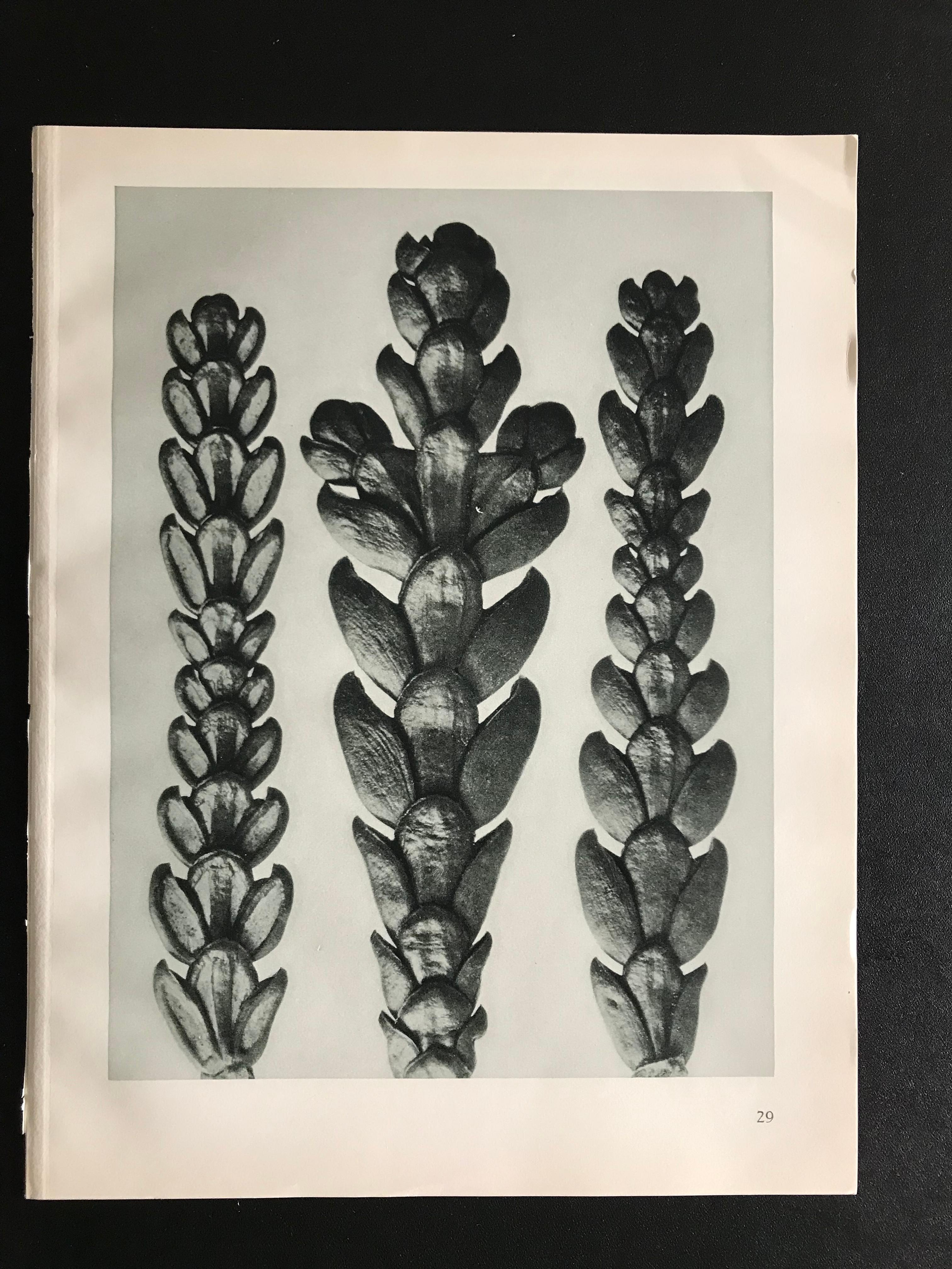 Botanical Photogravures by Karl Blossfeldt, Berlin 1928, Set of 12 6