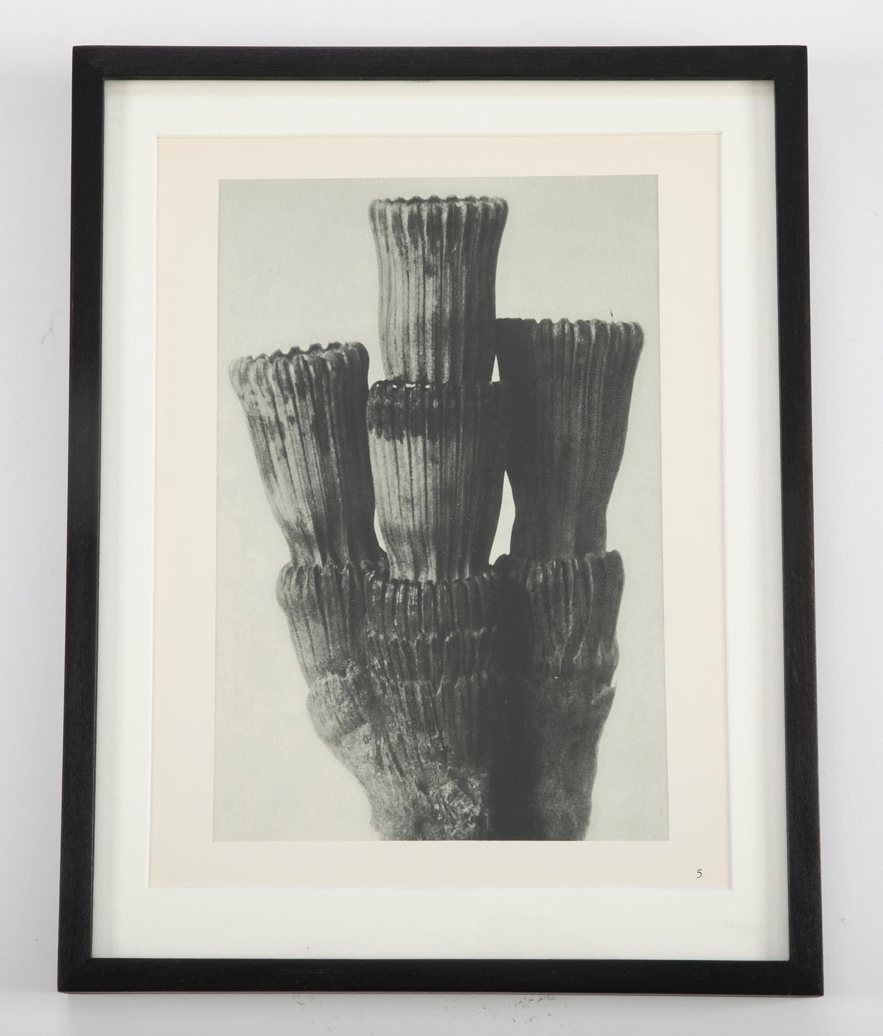 Botanical Photogravures by Karl Blossfeldt, Berlin 1928, Set of 12 6