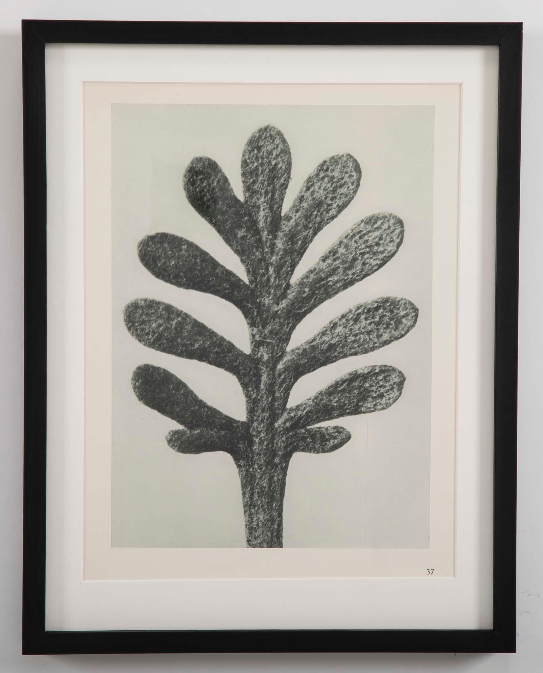 Botanical Photogravures by Karl Blossfeldt, Berlin, 1928, Set of 12 2