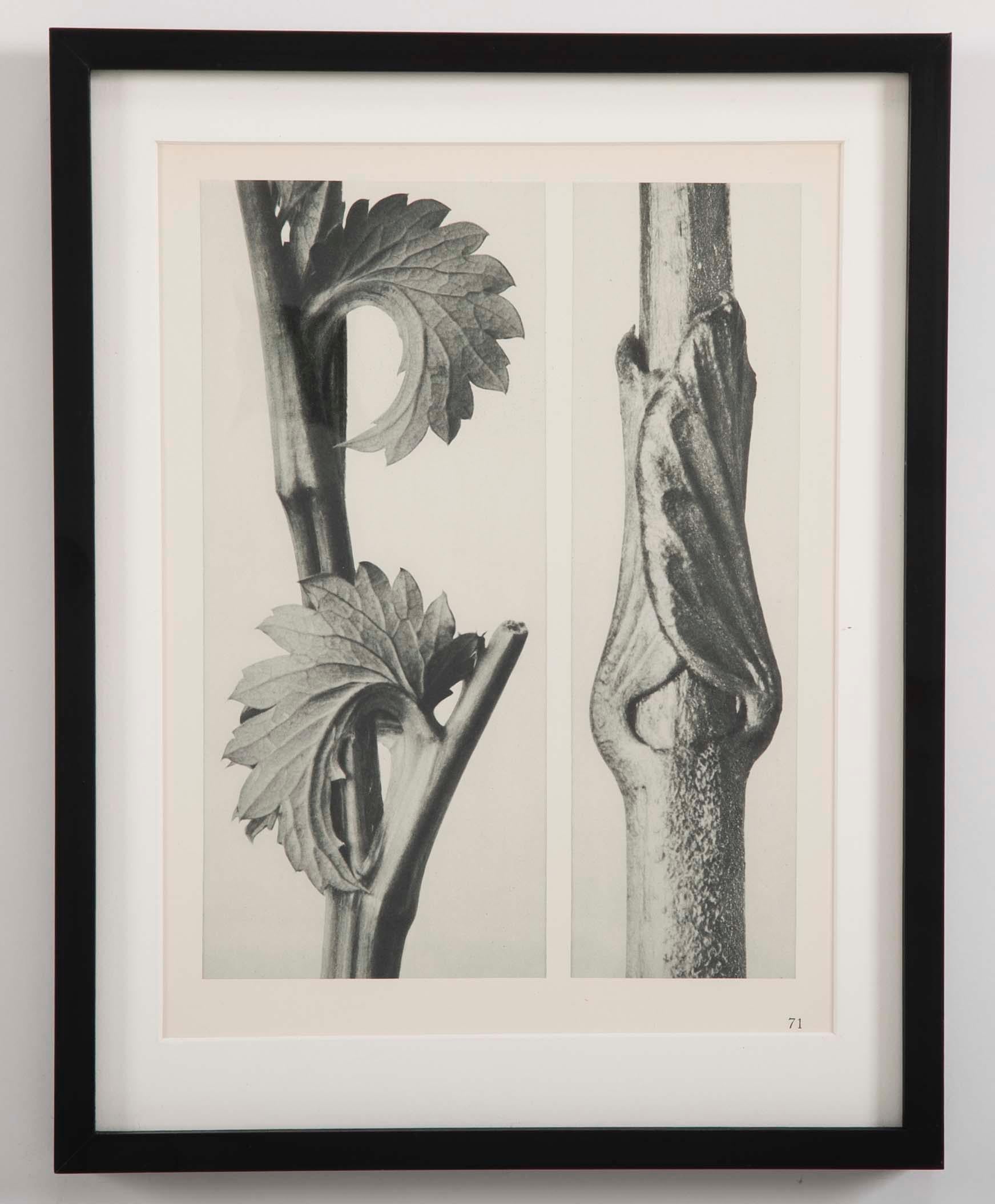 Botanical Photogravures by Karl Blossfeldt, Berlin, 1928, Set of 12 3