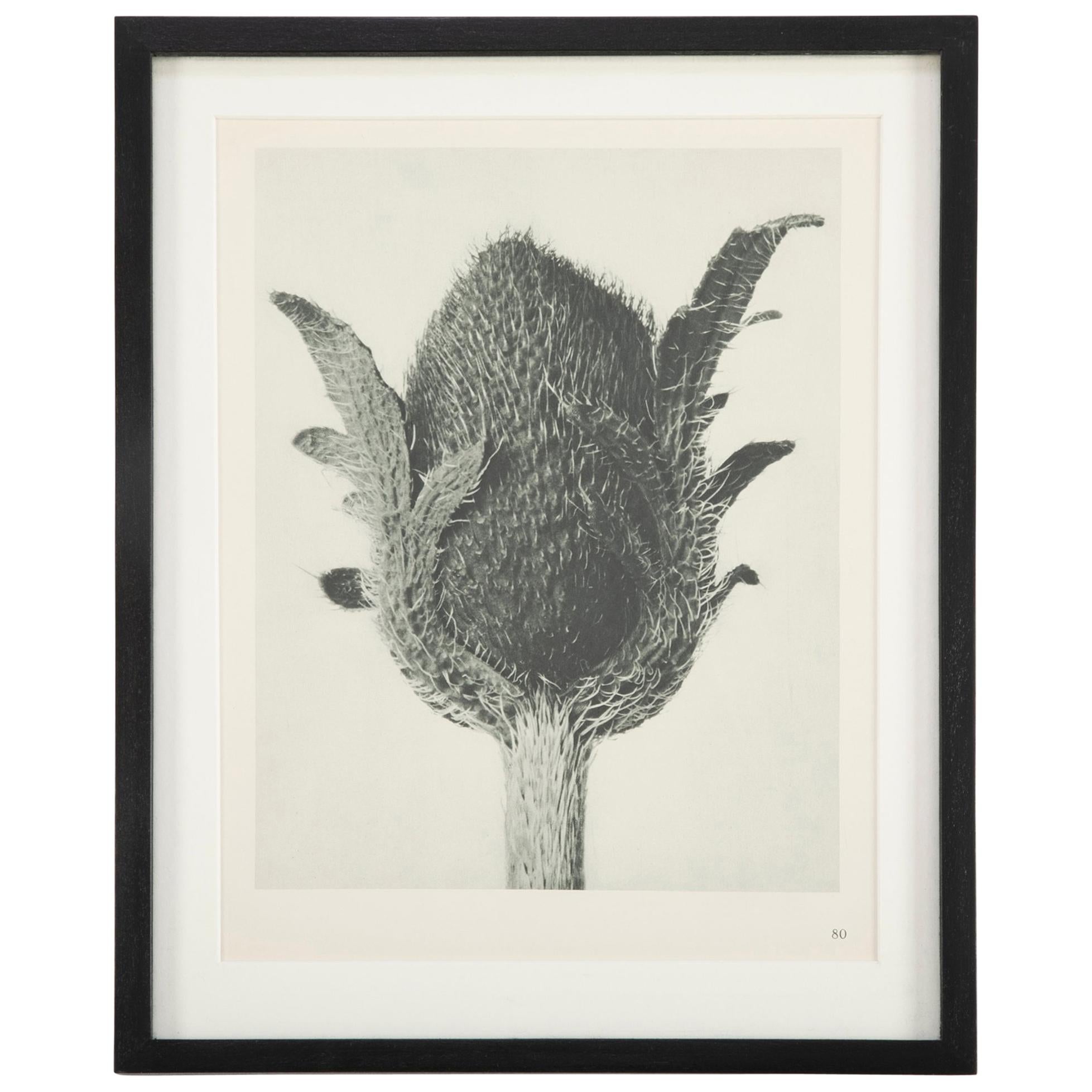 12 botanical photogravures by Karl Blossfeldt (German, b. 1914 - d. 1932), First Edition 1928, Berlin. Blossfeldt was a well-known artist, teacher, sculptor and photographer; best known for his closeup photographs of plant life. Hung together, these