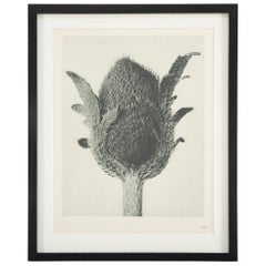 Botanical Photogravures by Karl Blossfeldt, Berlin 1928, Set of 12