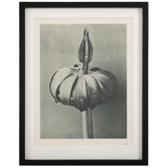 Botanical Photogravures by Karl Blossfeldt, Berlin, 1928, Set of 12