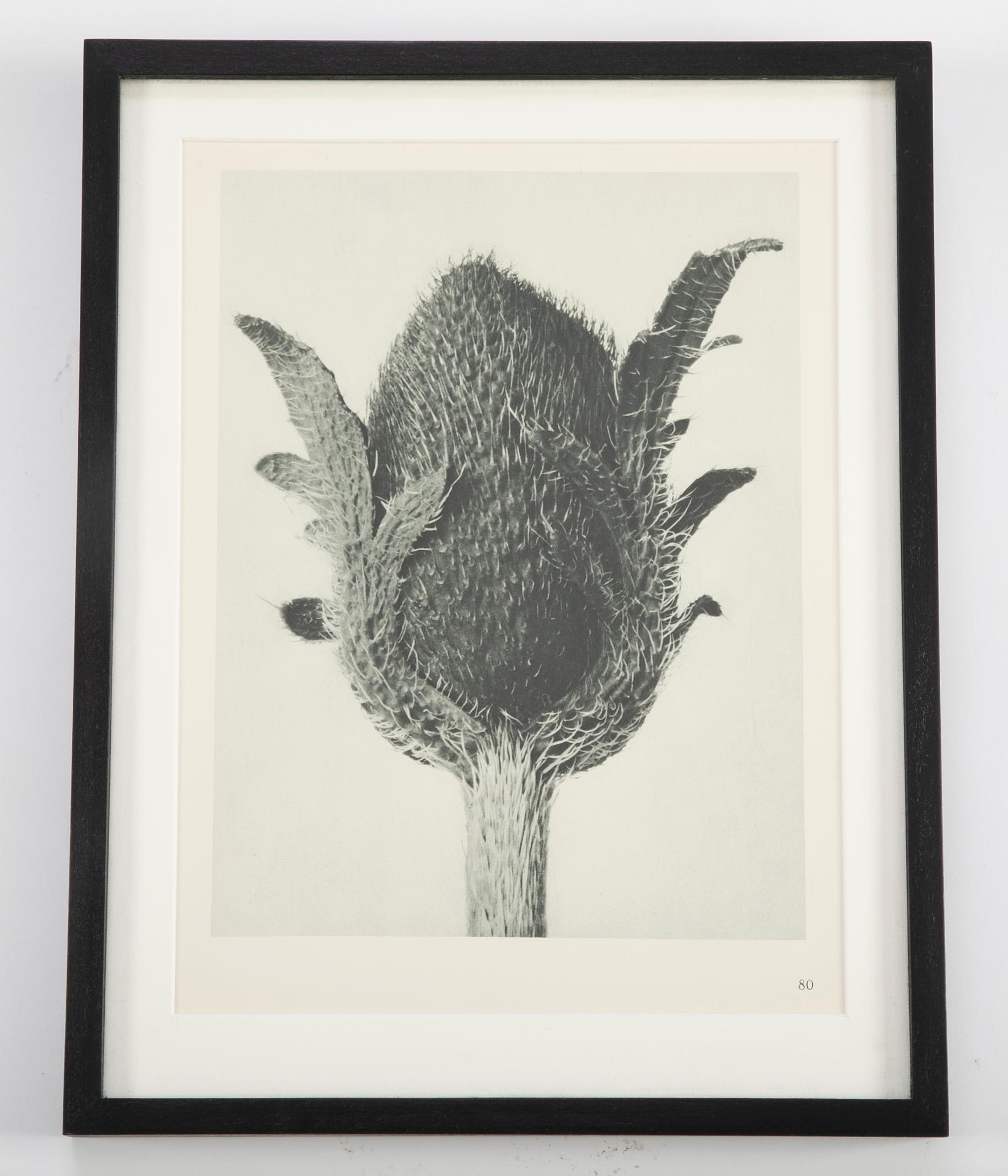 Twelve botanical photogravures by Karl Blossfeldt (German, b. 1914 - d. 1932), first edition 1928, Berlin. Blossfeldt was a well-known artist, teacher, sculptor and photographer; best known for his close up photographs of plant life. Hung together,