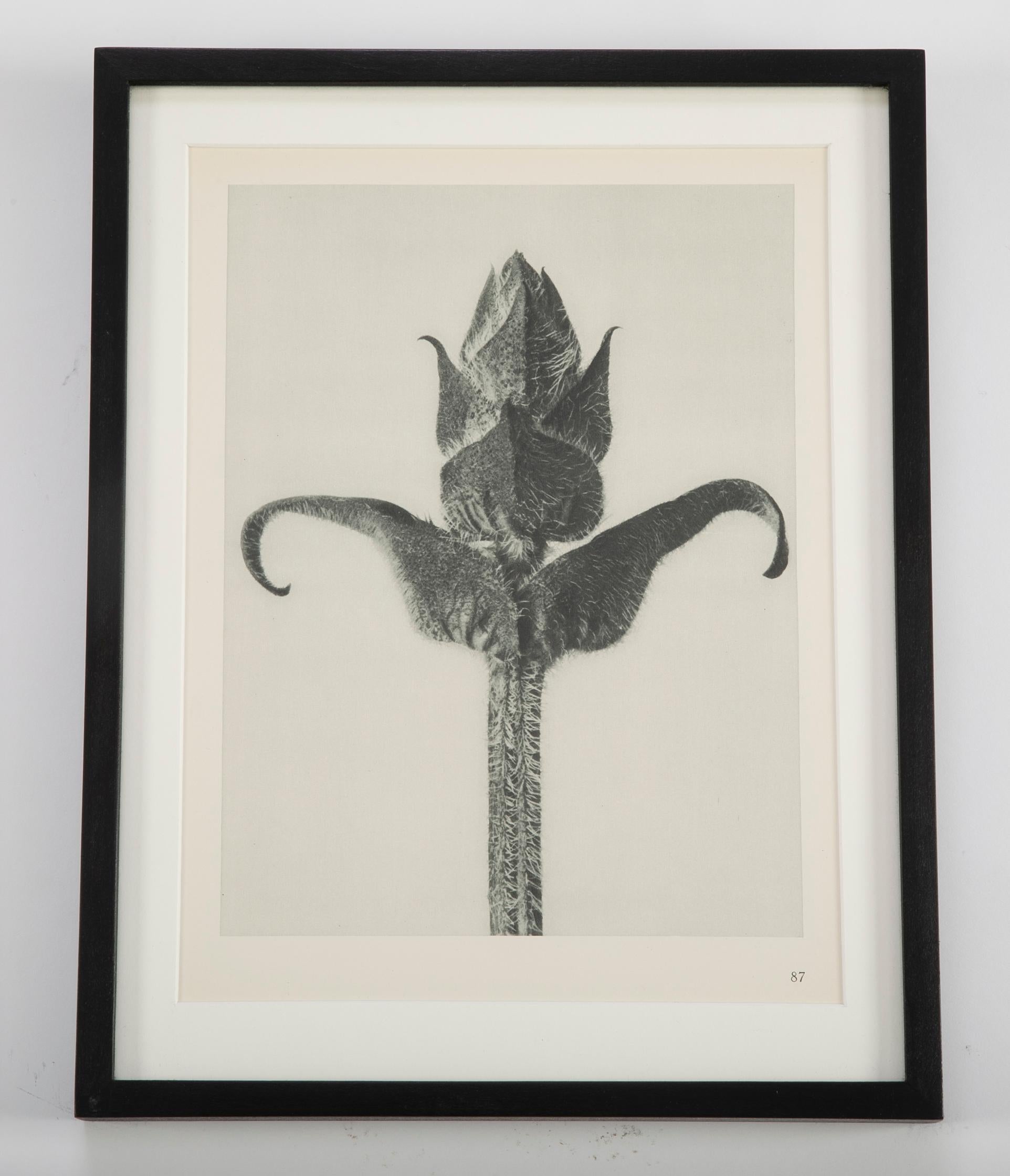 12 botanical photogravures by Karl Blossfeldt (German, b. 1914 - d. 1932), First Edition 1928, Berlin. Blossfeldt was a well-known artist, teacher, sculptor and photographer; best known for his closeup photographs of plant life. Hung together, these