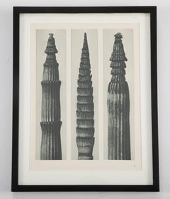 Botanical Photogravures by Karl Blossfeldt, Berlin 1928, Set of 12