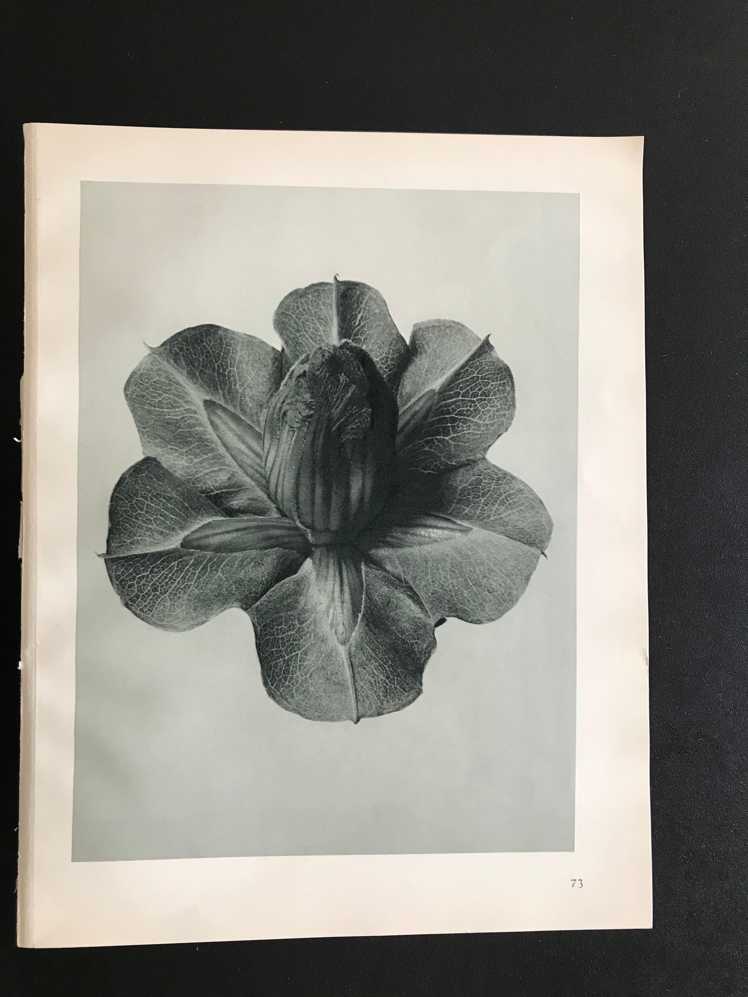 12 botanical photogravures by Karl Blossfeldt (German, b. 1914 - d. 1932), First Edition 1928, Berlin. Blossfeldt was a well-known artist, teacher, sculptor and photographer; best known for his closeup photographs of plant life. Hung together, these