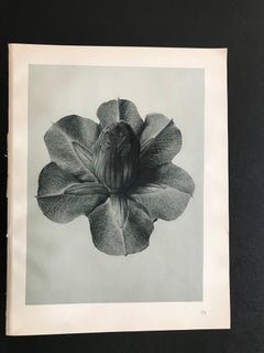 Botanical Photogravures by Karl Blossfeldt, Berlin 1928, Set of 12