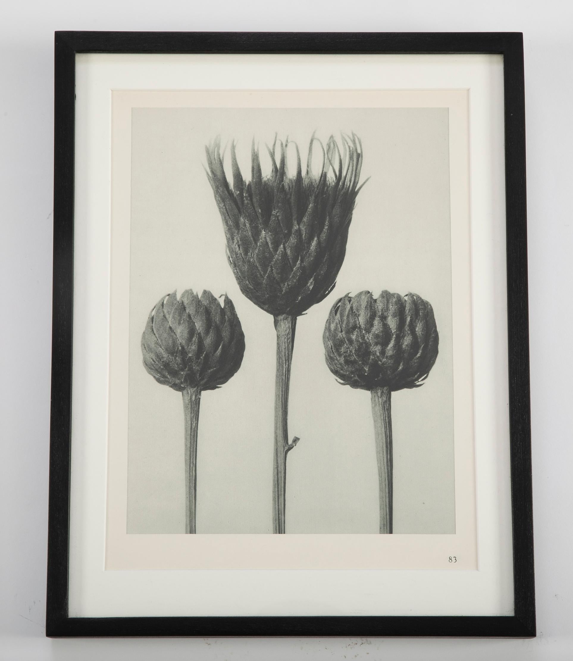 Art Deco Botanical Photogravures by Karl Blossfeldt, Berlin 1928, Set of 12