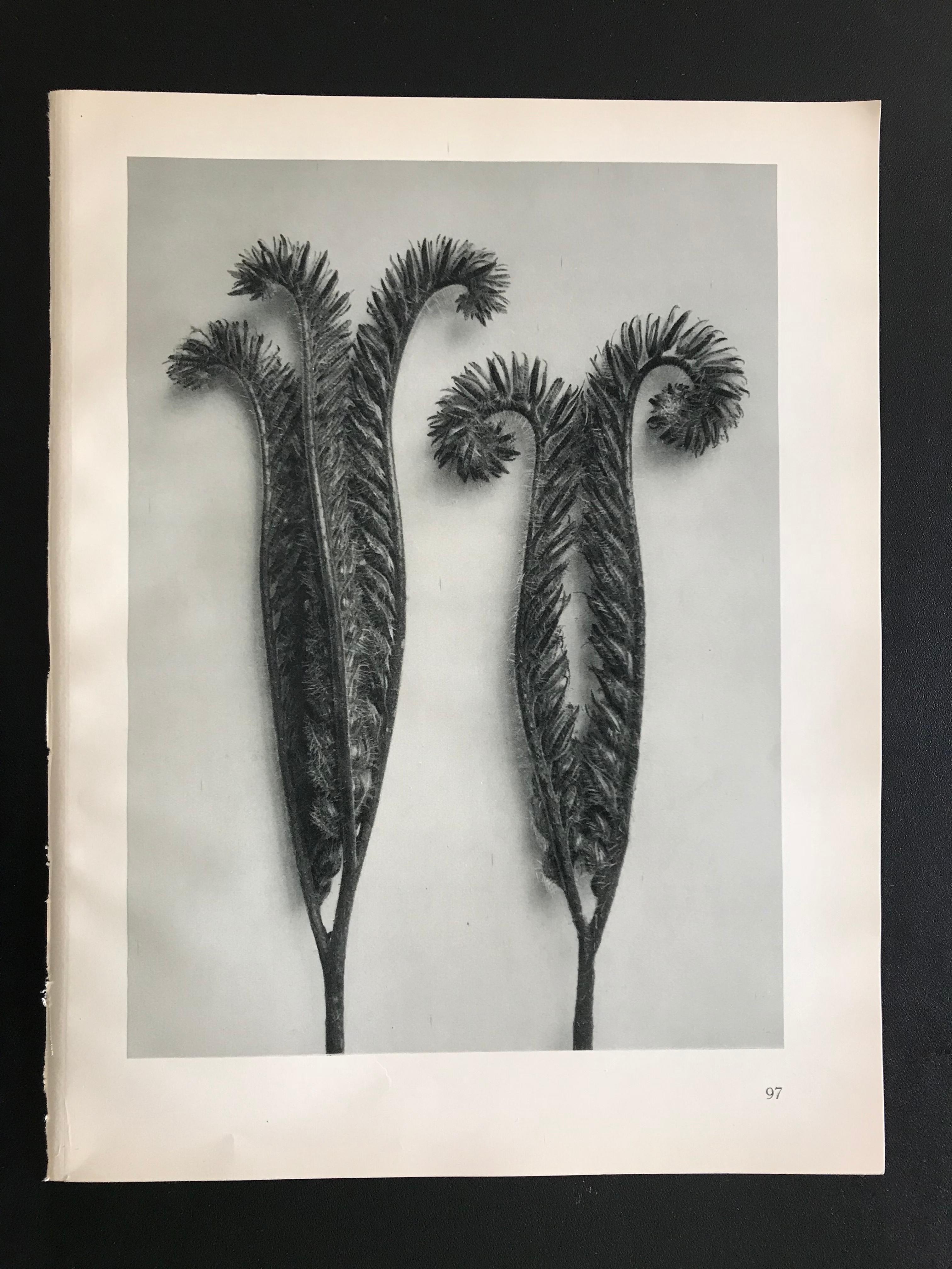 Art Deco Botanical Photogravures by Karl Blossfeldt, Berlin 1928, Set of 12