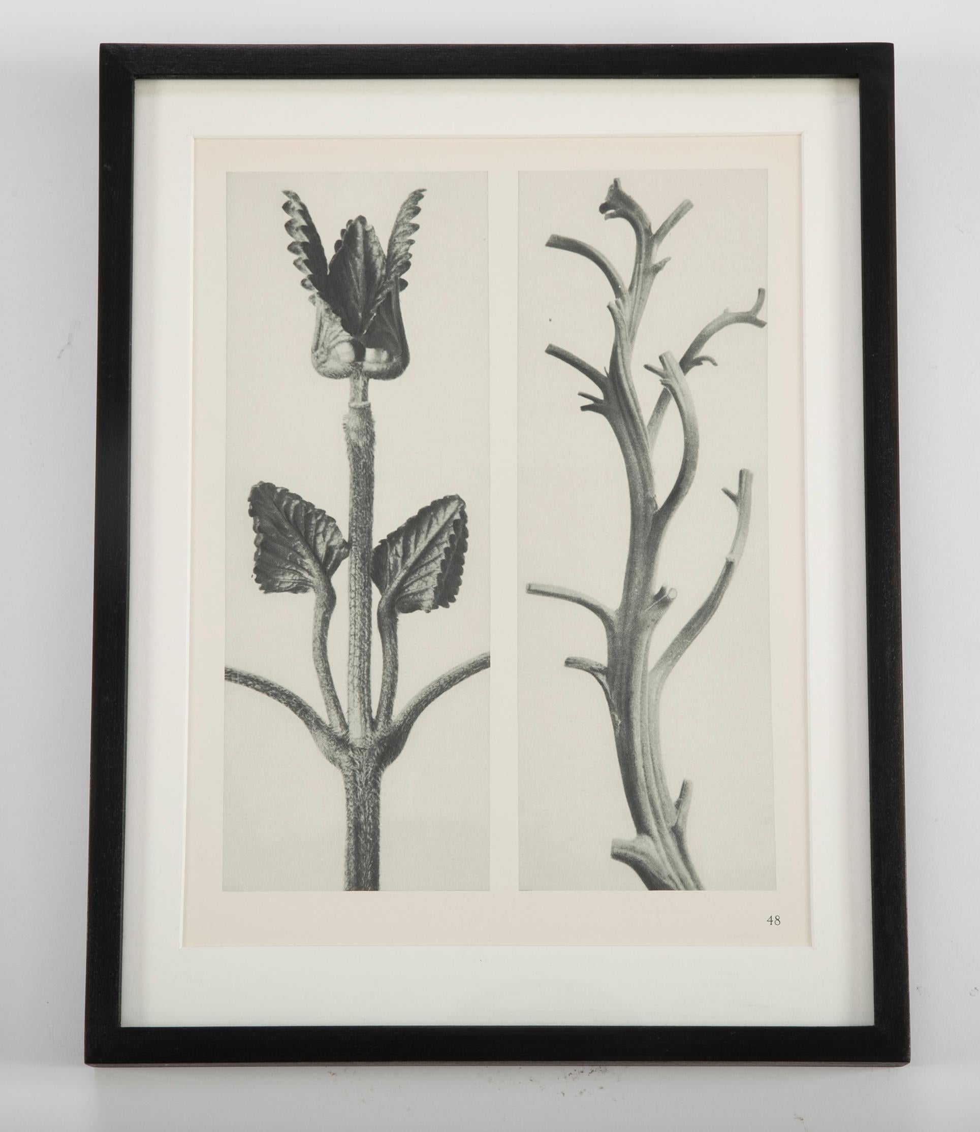 German Botanical Photogravures by Karl Blossfeldt, Berlin 1928, Set of 12