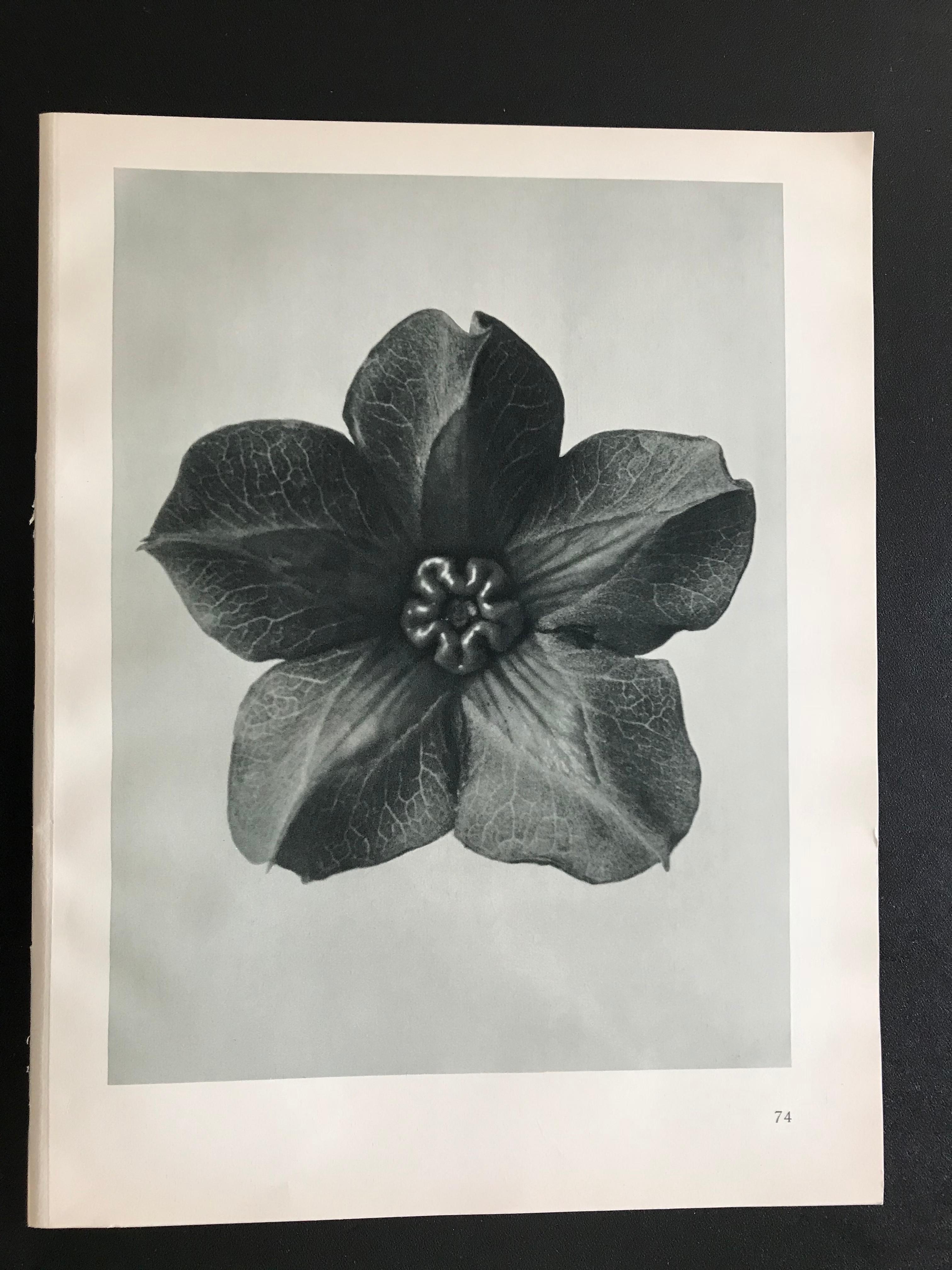 German Botanical Photogravures by Karl Blossfeldt, Berlin 1928, Set of 12