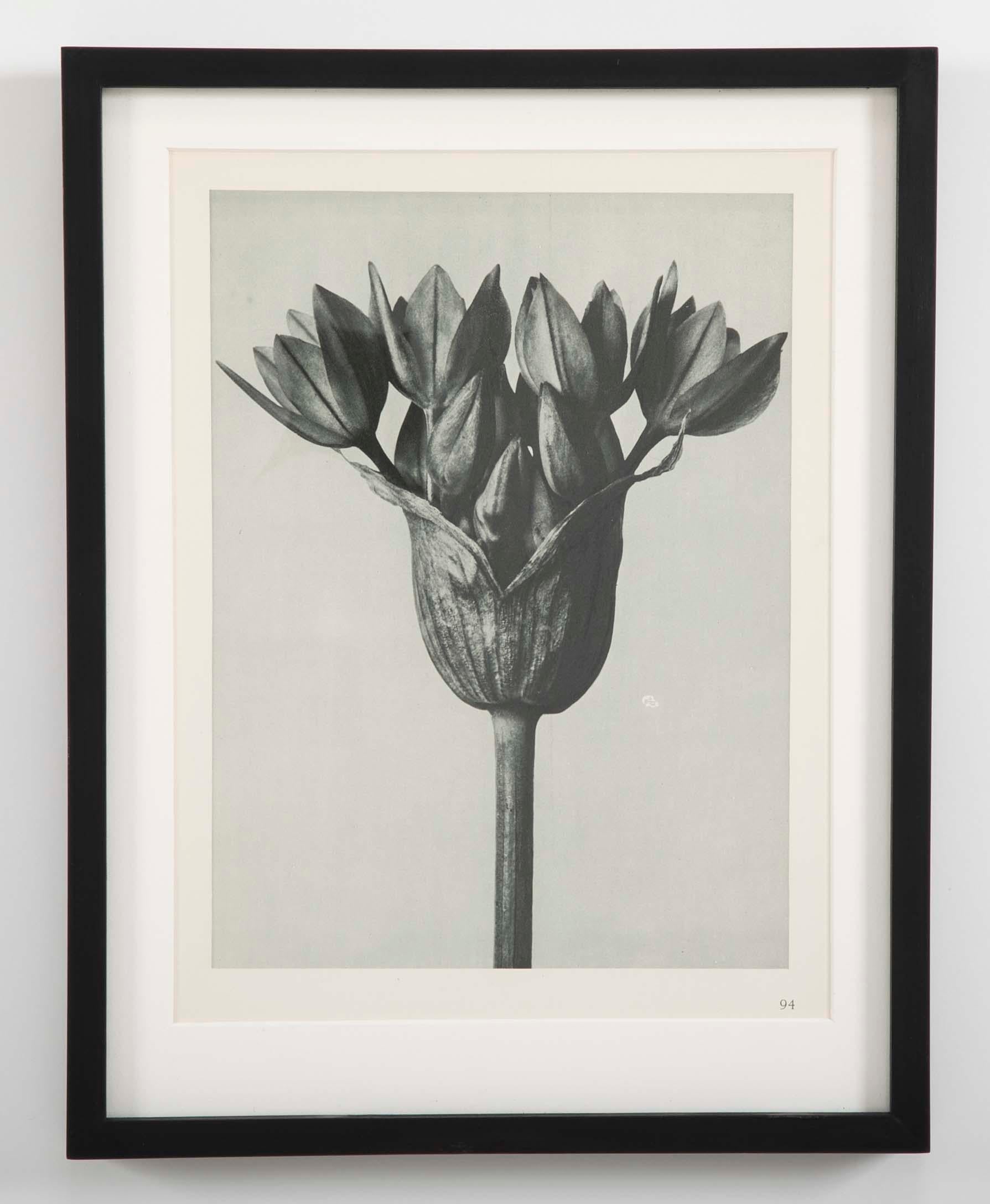 Botanical Photogravures by Karl Blossfeldt, Berlin, 1928, Set of 12 In Excellent Condition In Stamford, CT