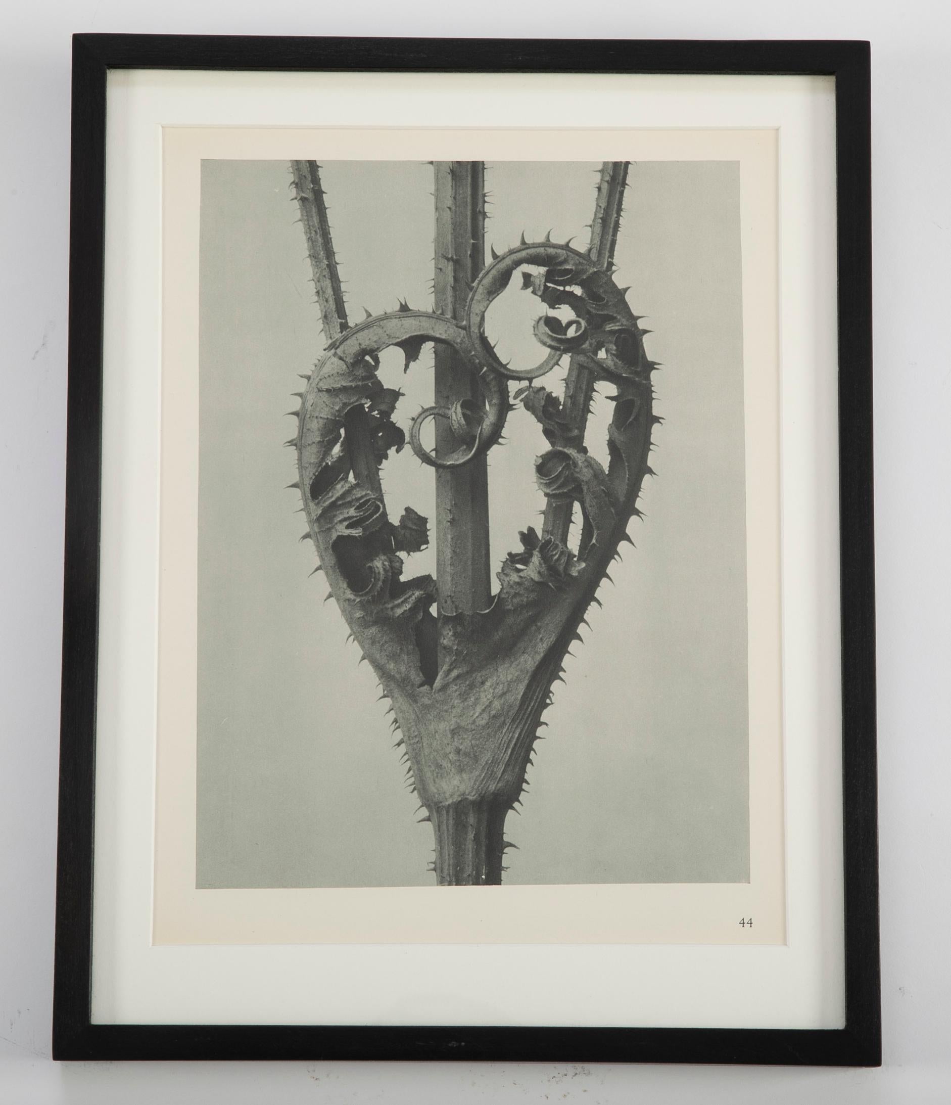 Botanical Photogravures by Karl Blossfeldt, Berlin 1928, Set of 12 In Excellent Condition In Stamford, CT