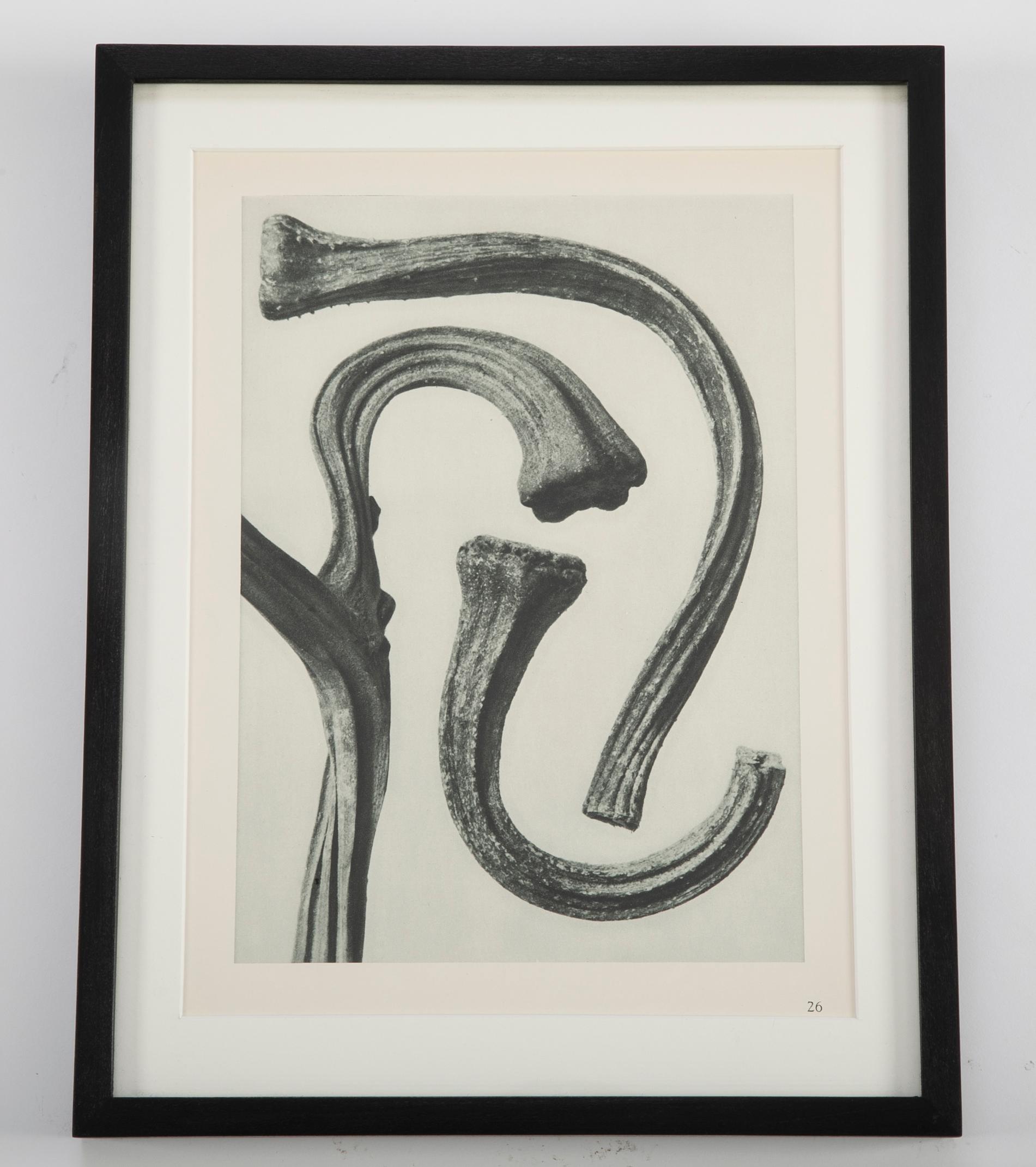Botanical Photogravures by Karl Blossfeldt, Berlin 1928, Set of 12 In Excellent Condition In Stamford, CT