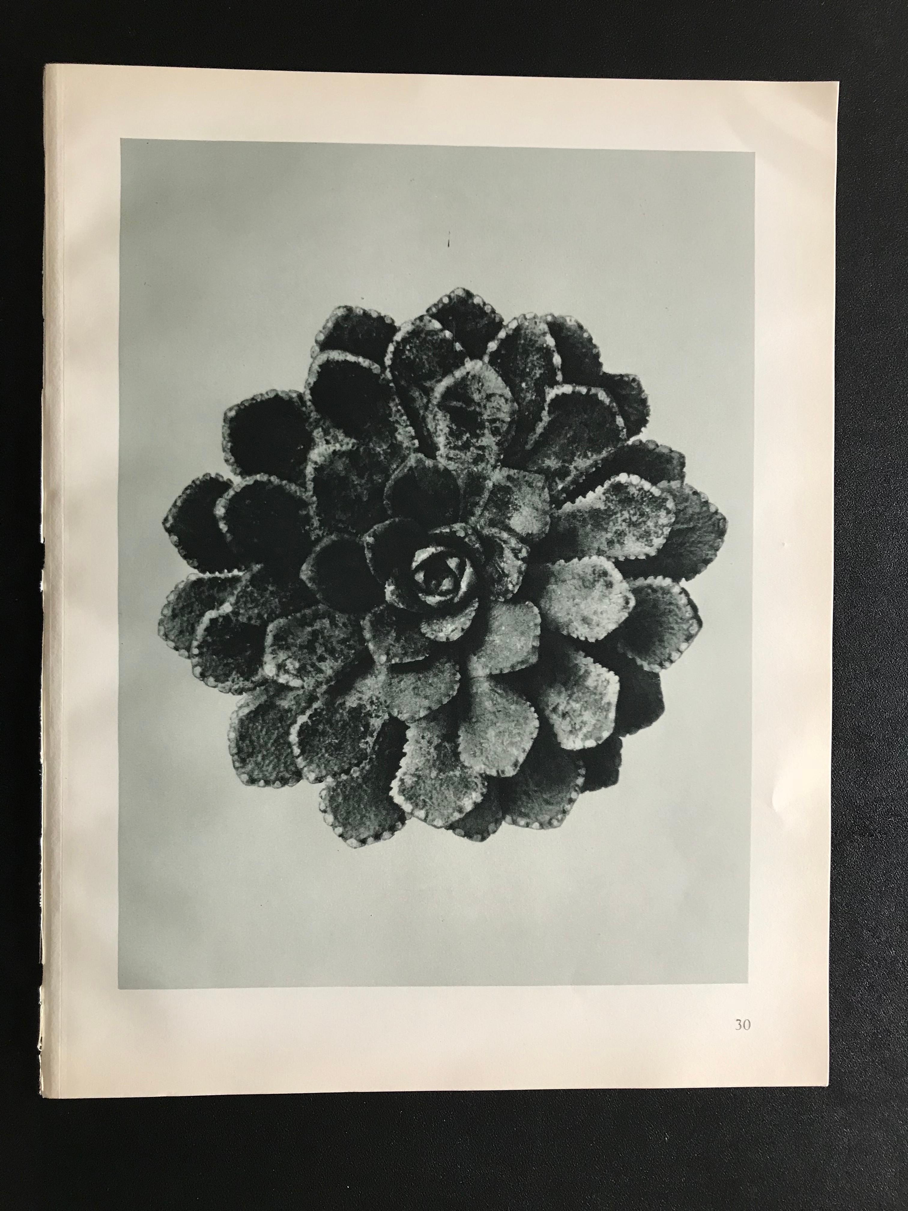 20th Century Botanical Photogravures by Karl Blossfeldt, Berlin 1928, Set of 12